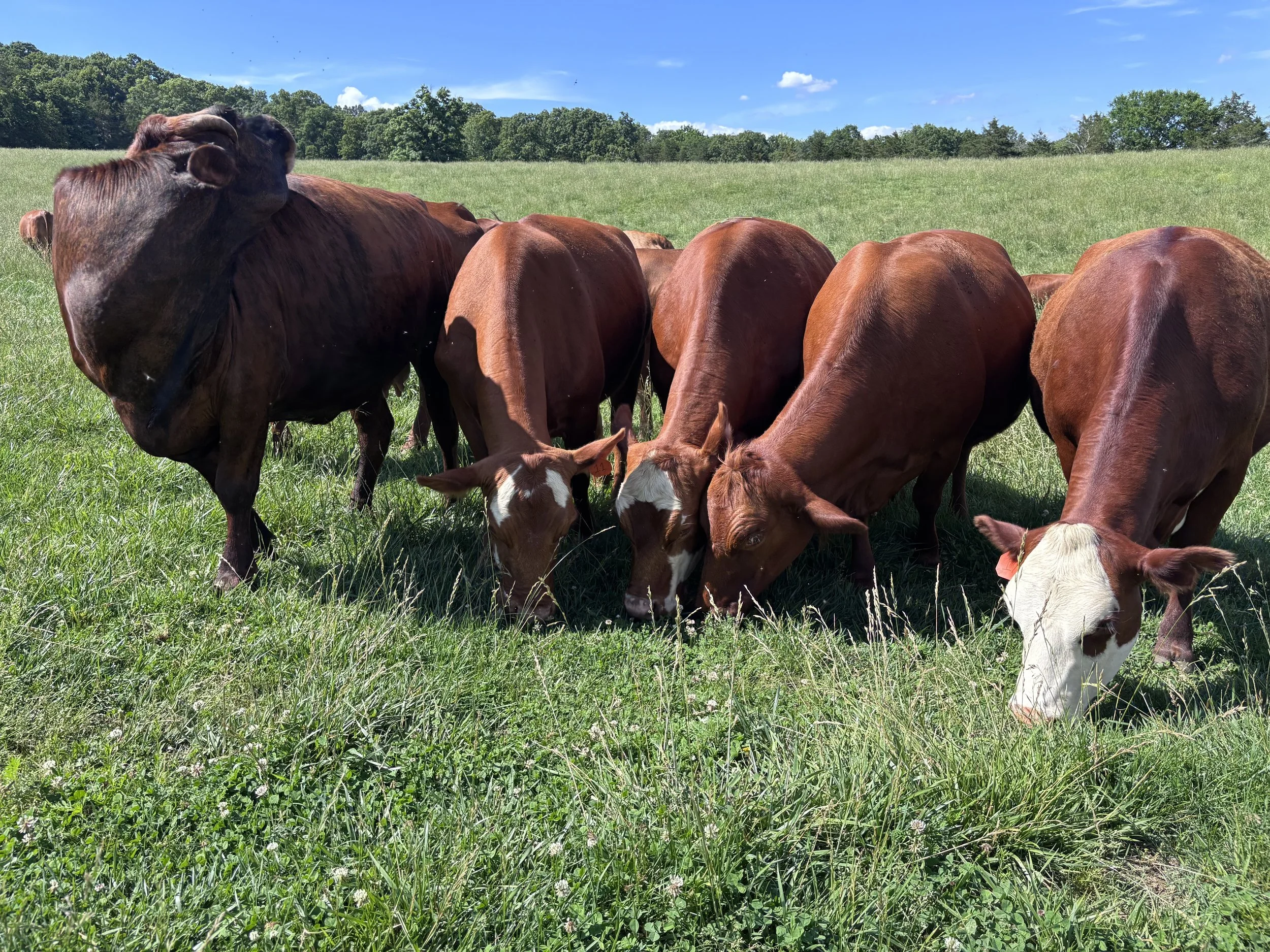 A group of brown and white cows grazing in a green grassy field under a blue sky with some scattered clouds.