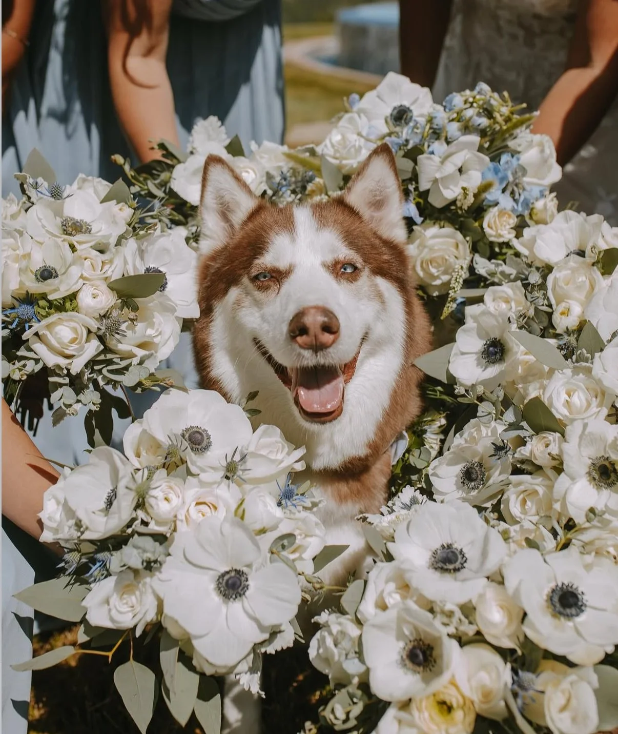 A happy Siberian Husky dog surrounded by a large bouquet of white and light blue flowers at an outdoor event.
