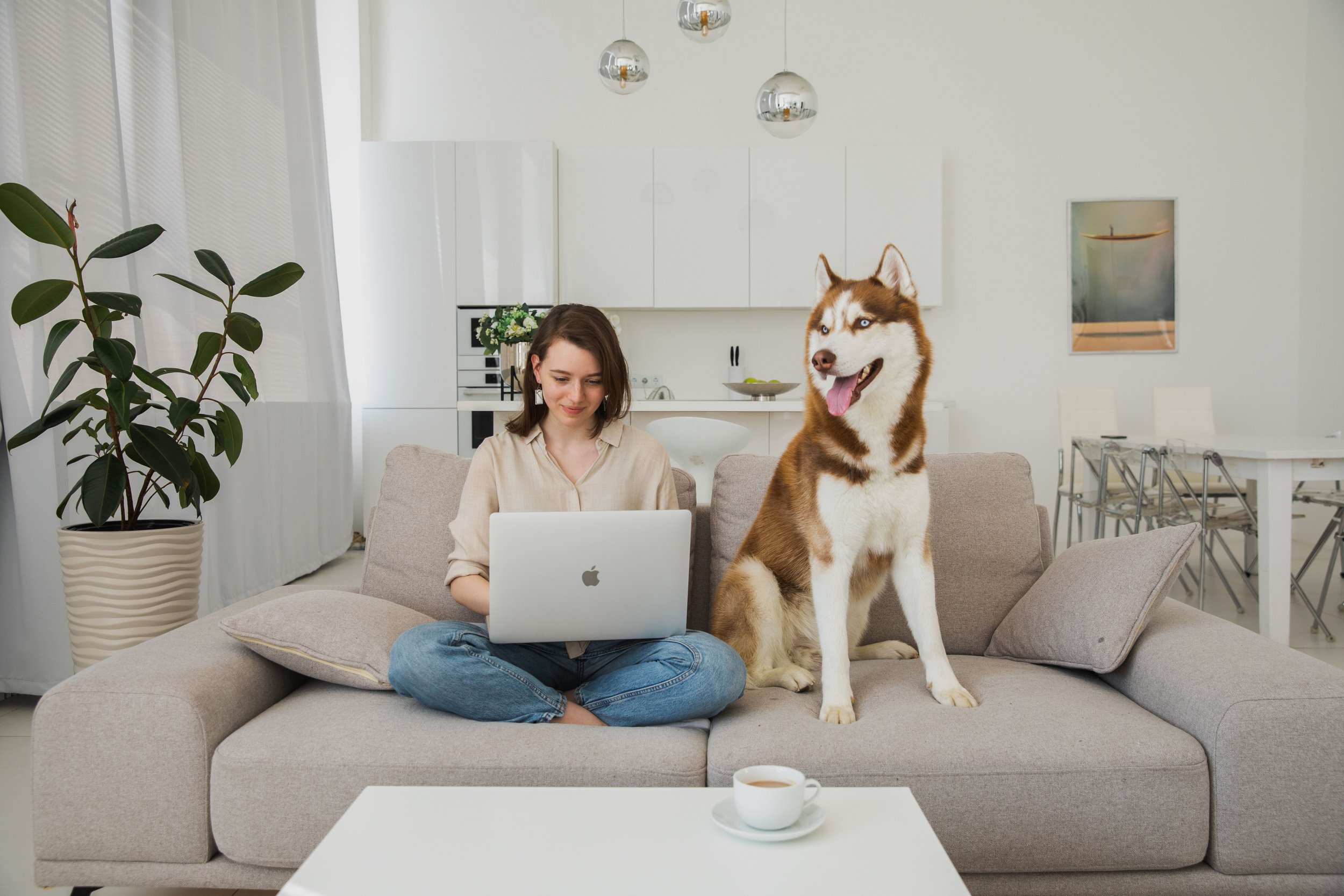 A woman sits on a light gray sofa working on a laptop, with a Siberian Husky dog sitting beside her. The living room has white walls, large windows with sheer curtains, a potted plant, and a white coffee table with a cup of coffee. The background features a white kitchen with modern cabinets and hanging pendant lights.