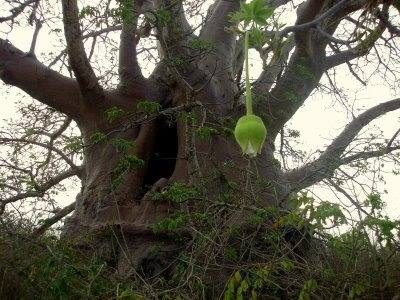 From Ashes to a Tree!