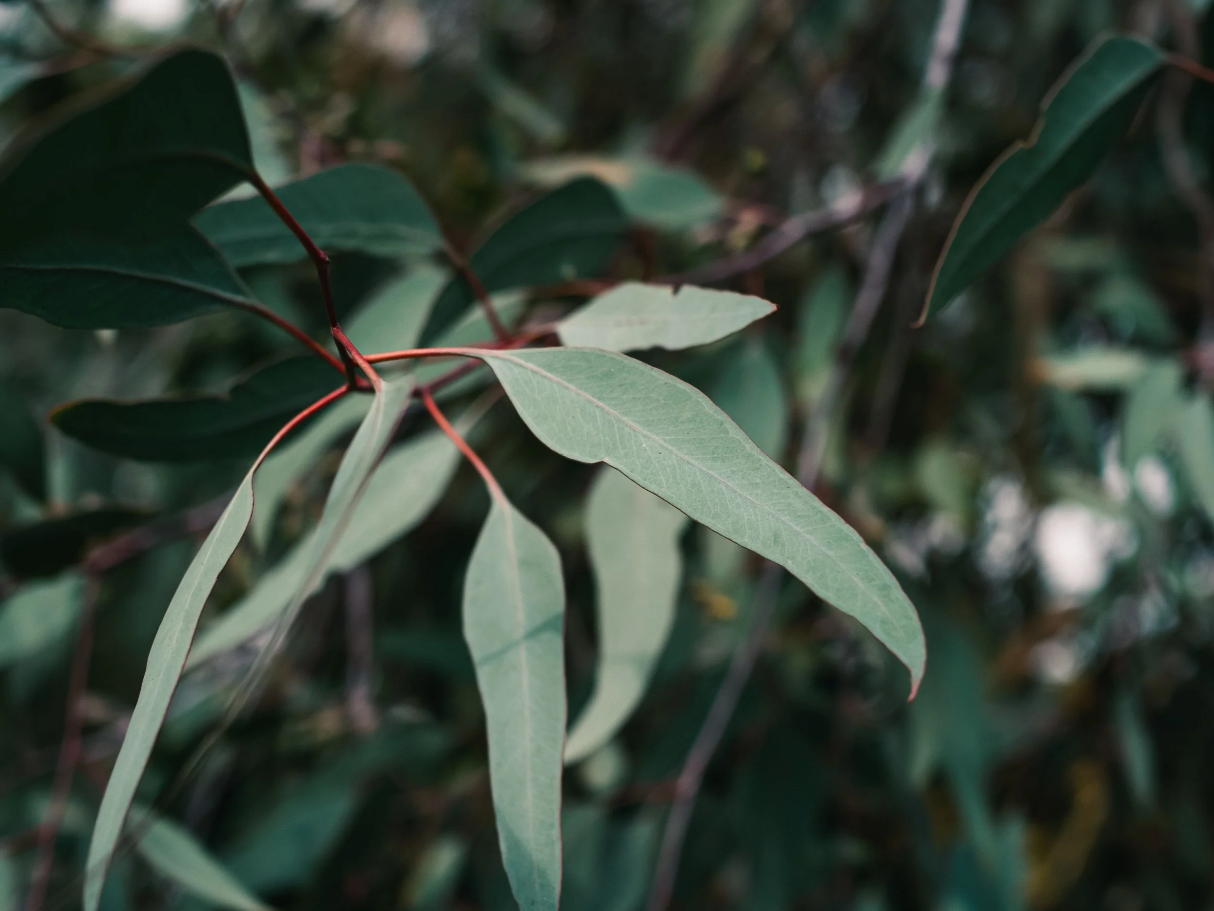 Native Trees &amp; Bios Urns