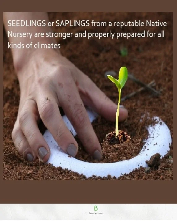 Planting a seedling Bios 3.jpg