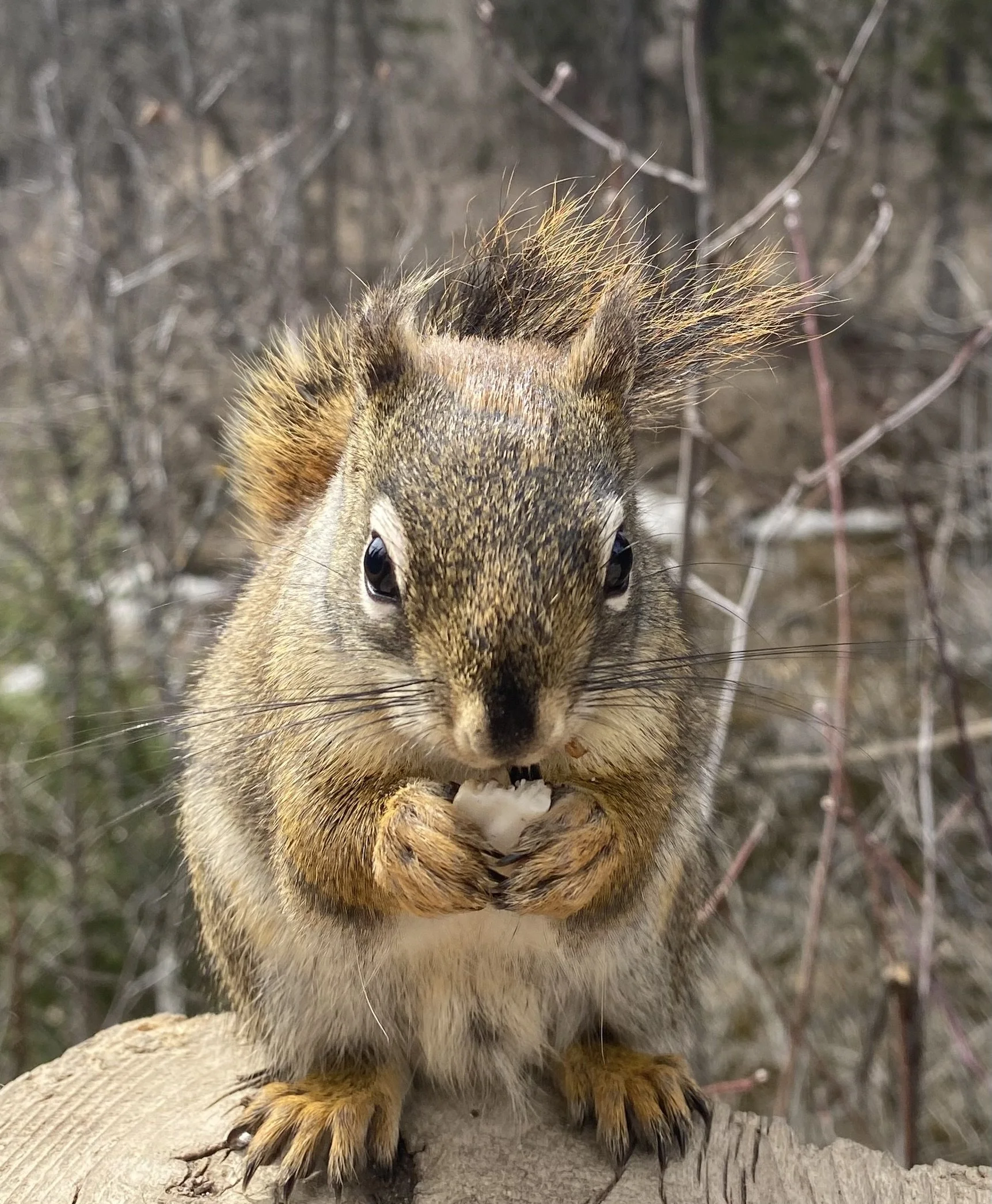 Close-up of a squirrel sitting on a wooden surface, holding and eating a nut, with a background of leafless branches and trees.