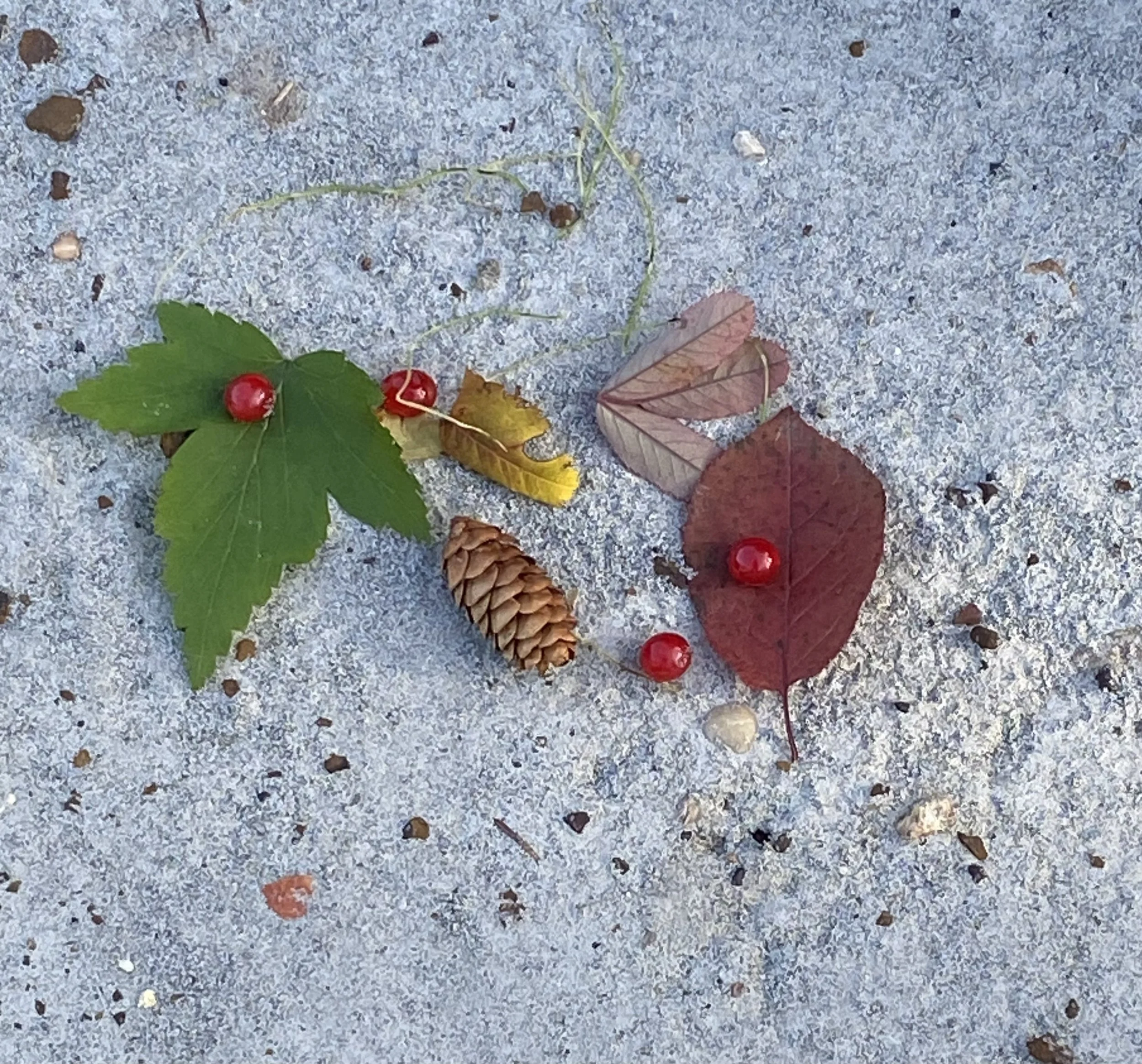 A ground surface with an arrangement of  fallen leaves, small twigs, and red berries.