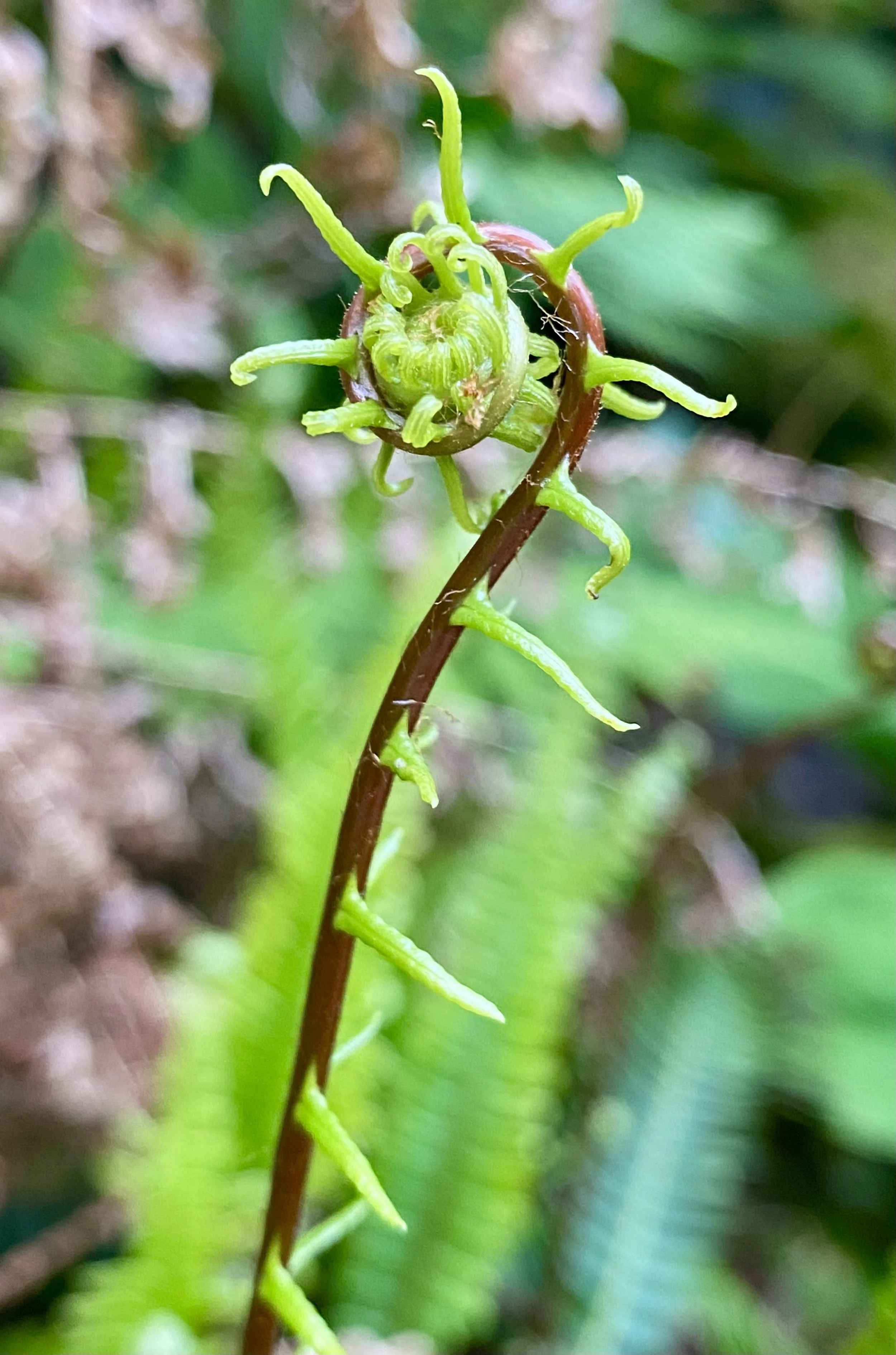 Close-up of a plant stem with small, curly green tendrils growing from around a central bud.
