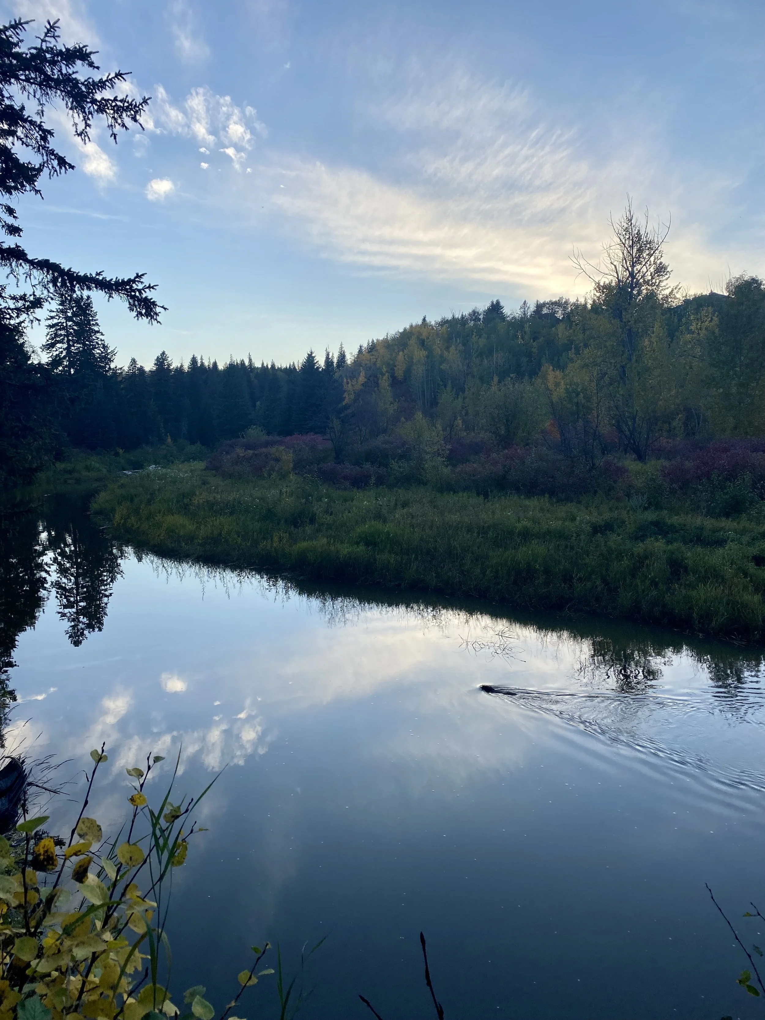 Reflection of the blue sky and clouds on a calm river with trees and bushes along the riverbank.