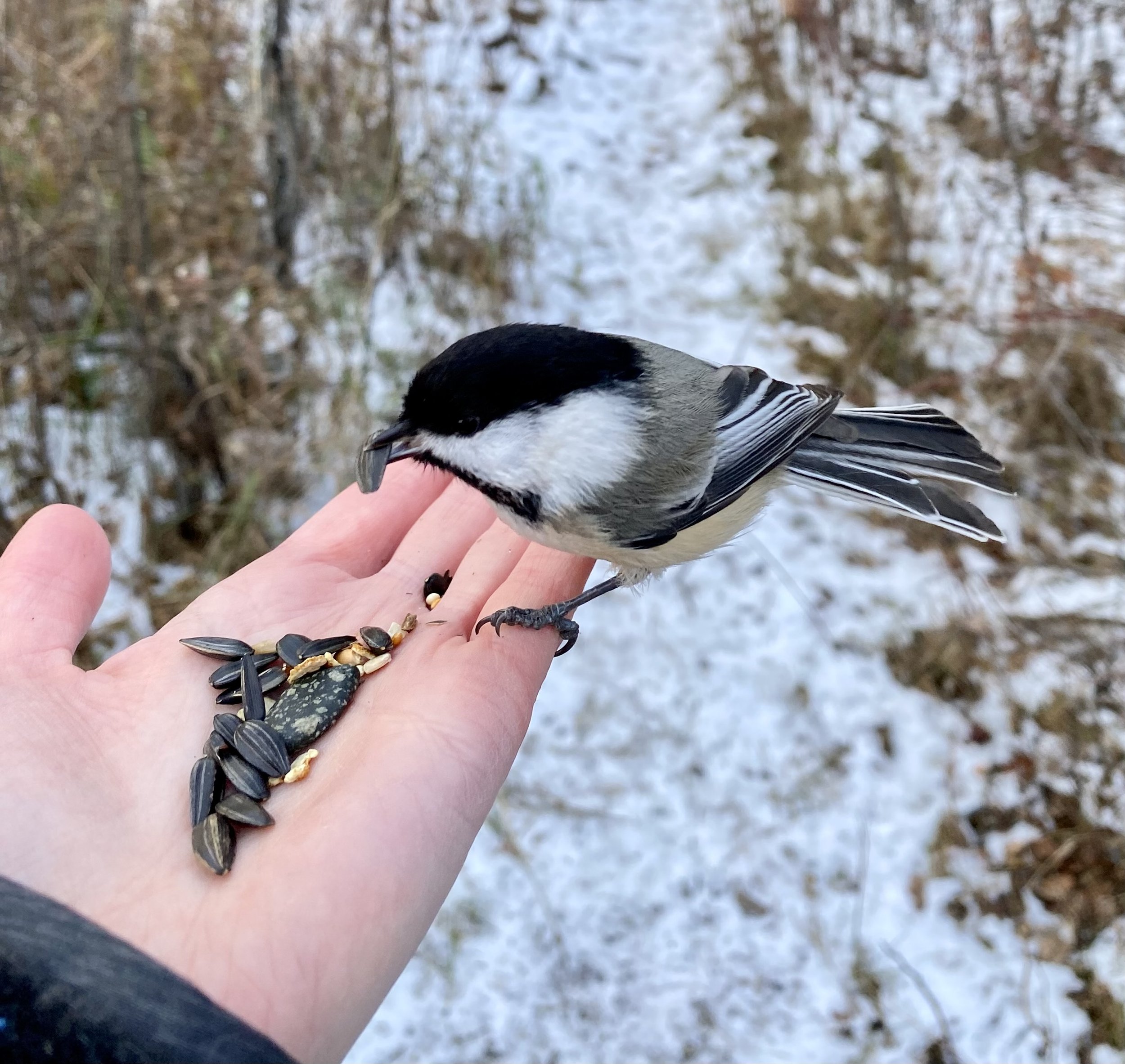 A person holding a chickadee on their hand outdoors.  The chickadee is eating seeds from the person's palm. In the background, there is a muddy, snow-covered ground with some dry grass and twigs.