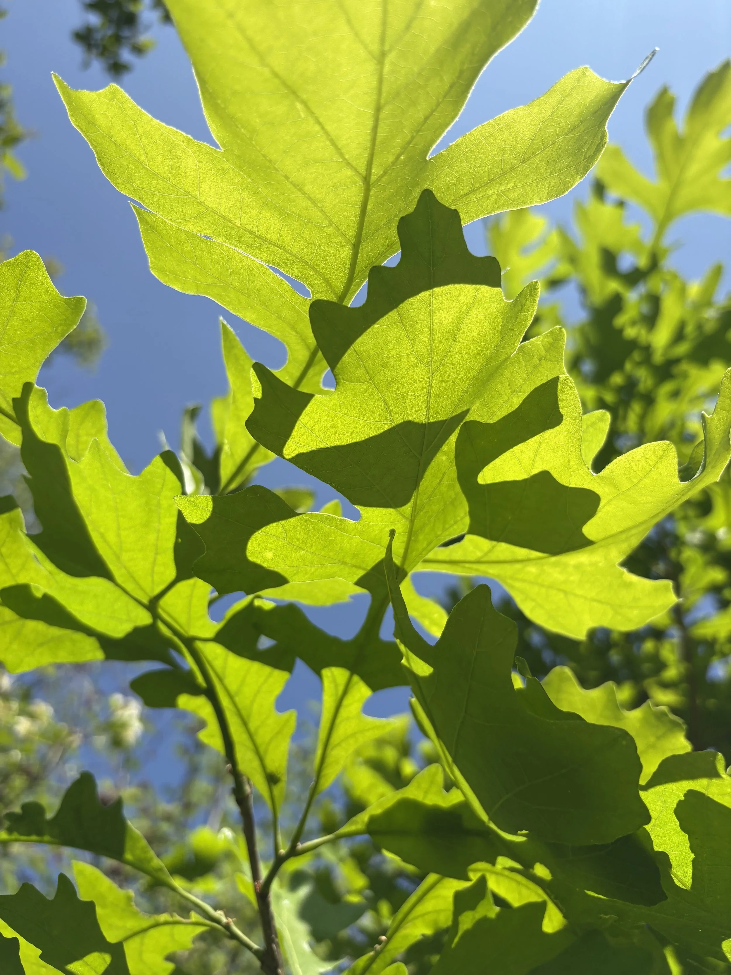 Close-up of green leaves on a tree with sunlight filtering through, blue sky in the background.