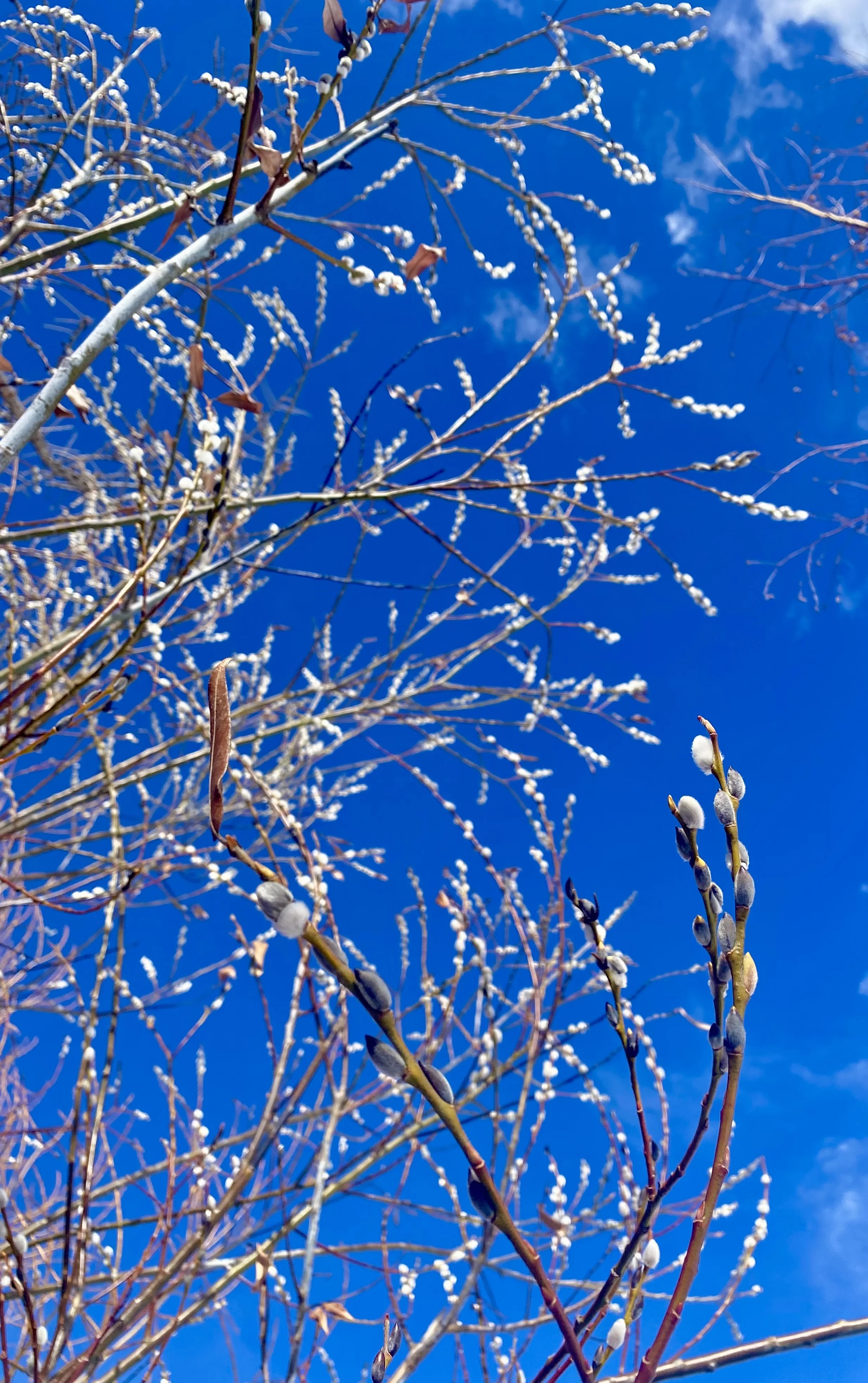Tree branches with budding pussywillows against a bright blue sky