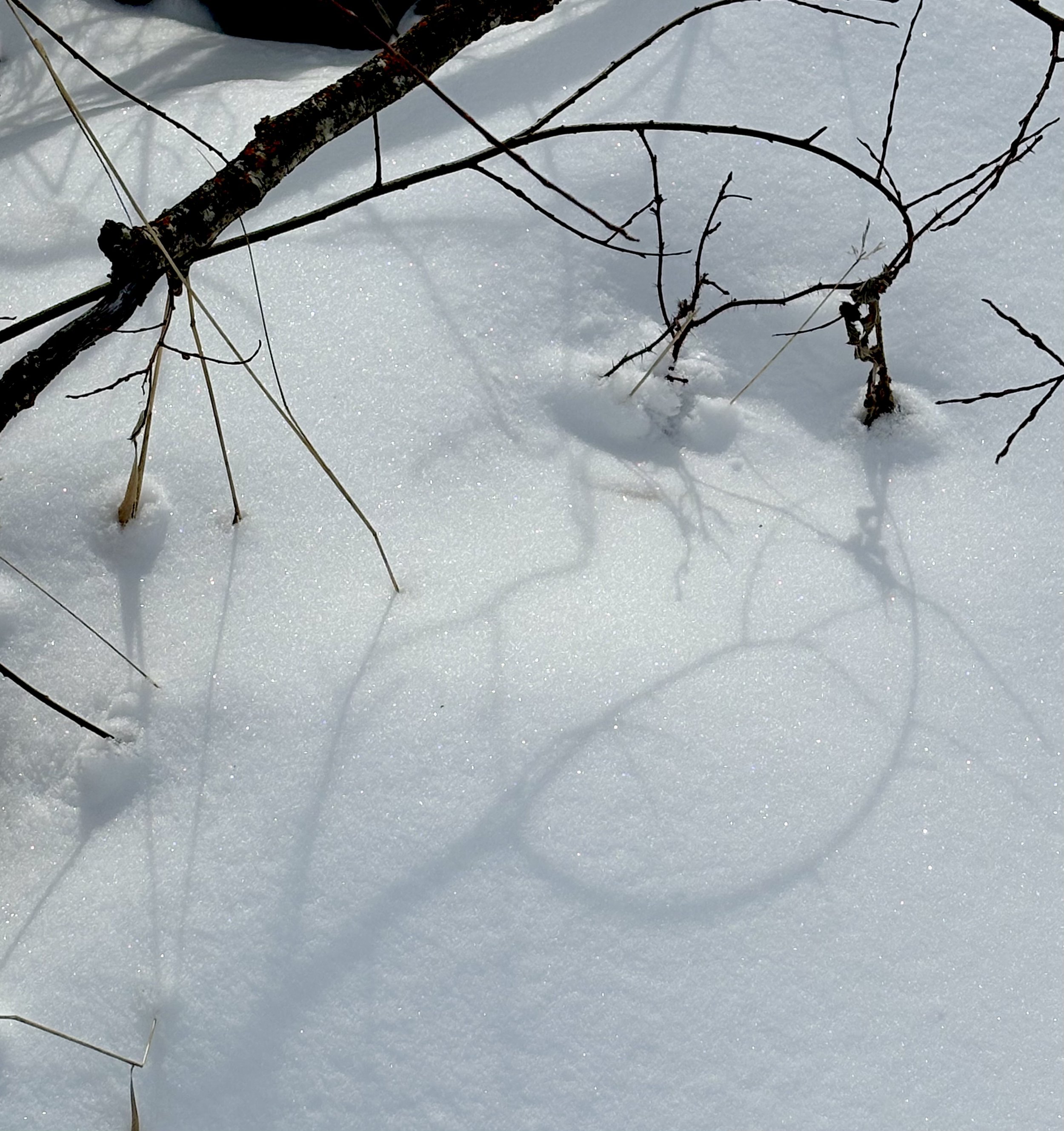 Bare tree branches and small twigs on a snowy ground with shadows cast on the snow surface.