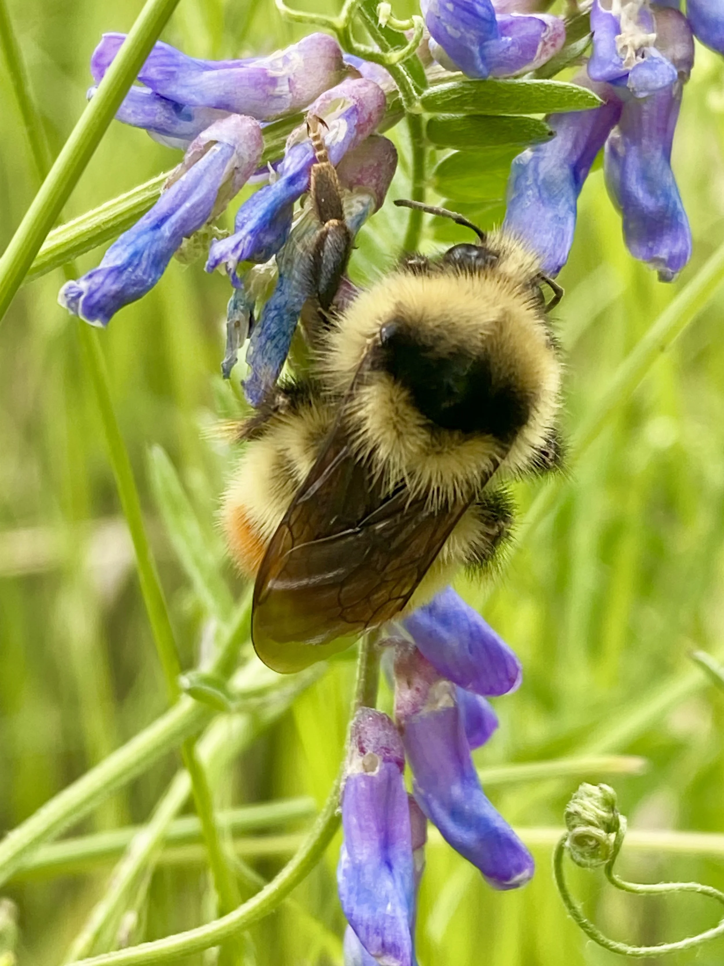 Close-up of a bee on purple and blue wildflowers with green stems and leaves.