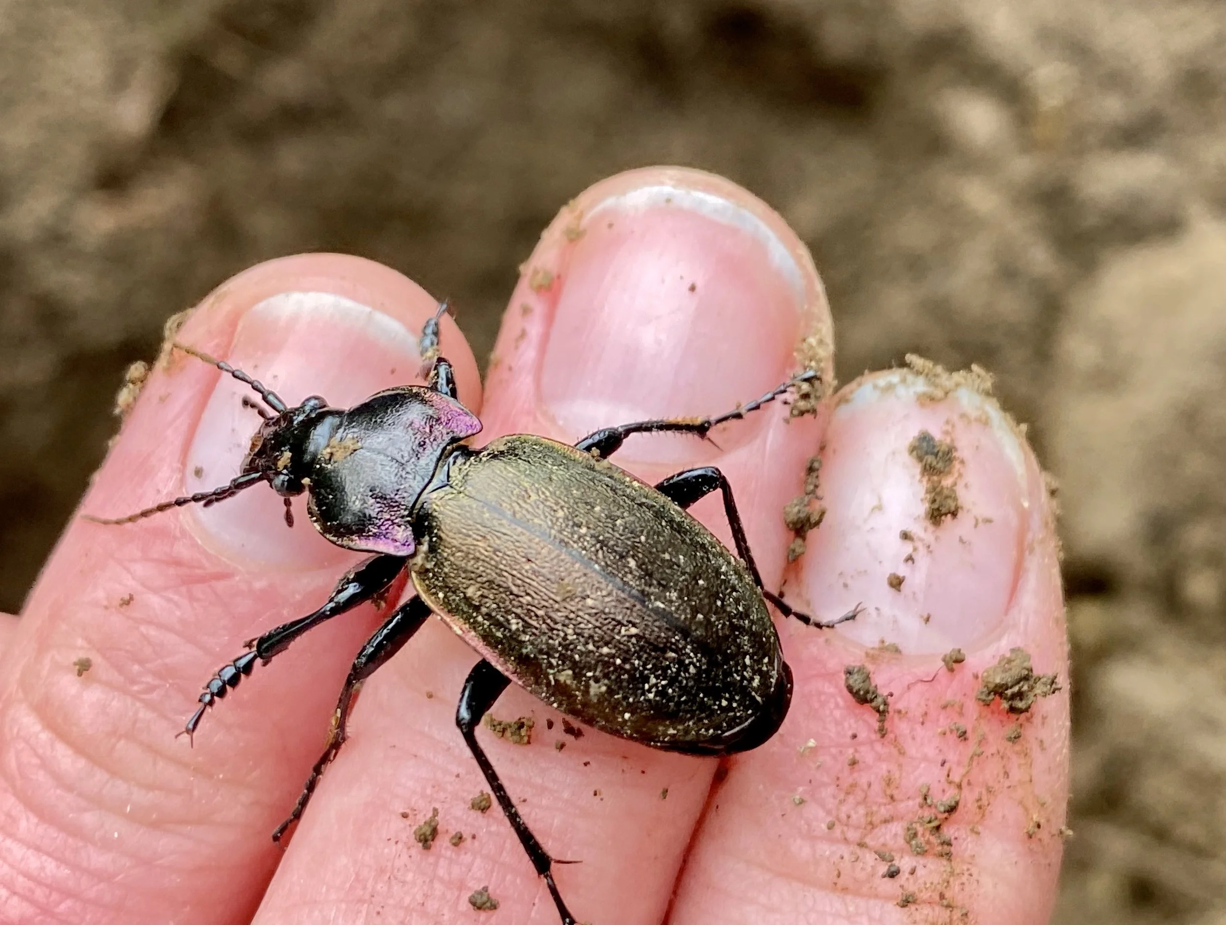 Close-up of a small insect, possibly a beetle, on a person's fingertip, with soil and dirt on its back and around the finger.