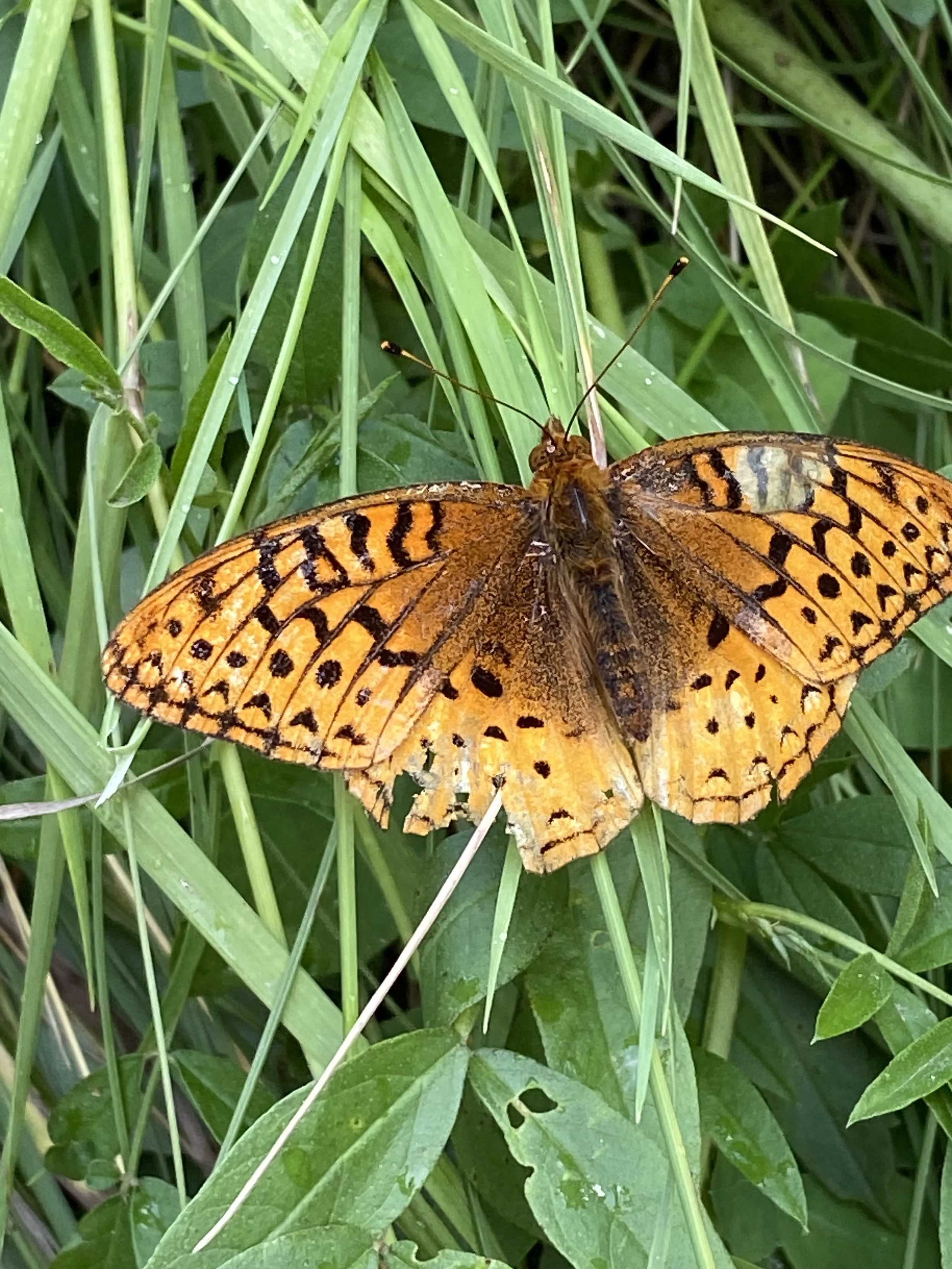 Orange and black patterned butterfly resting on green plant leaves and grass.