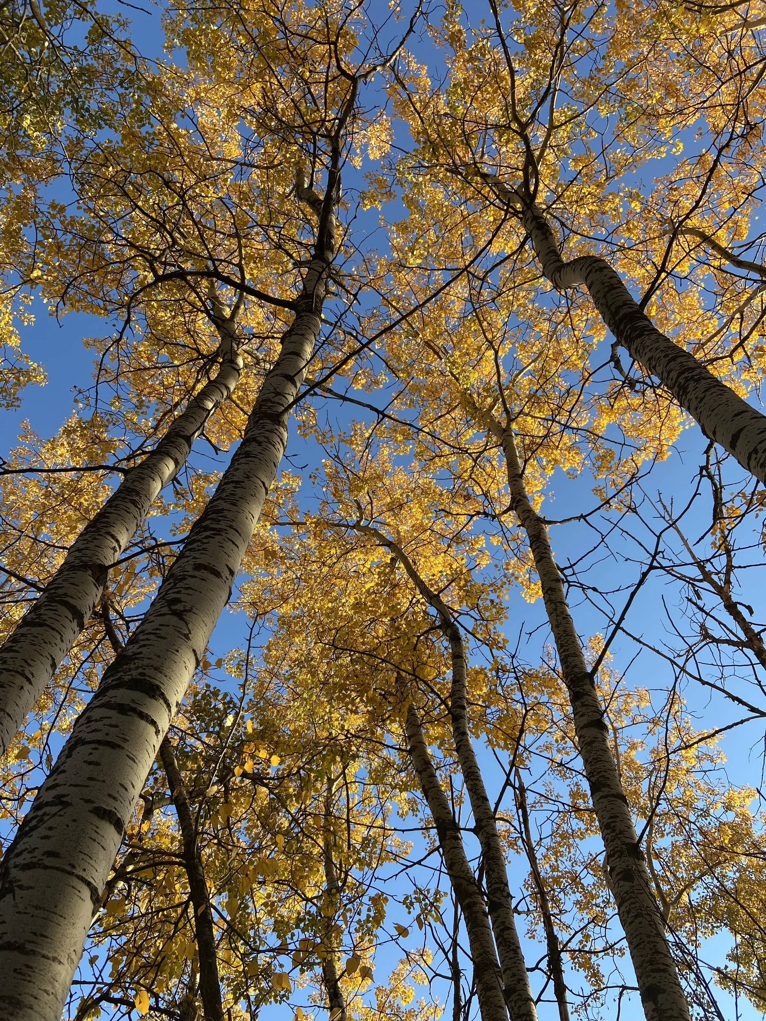 Looking up at a cluster of tall trees with yellow leaves and a clear blue sky in the background.