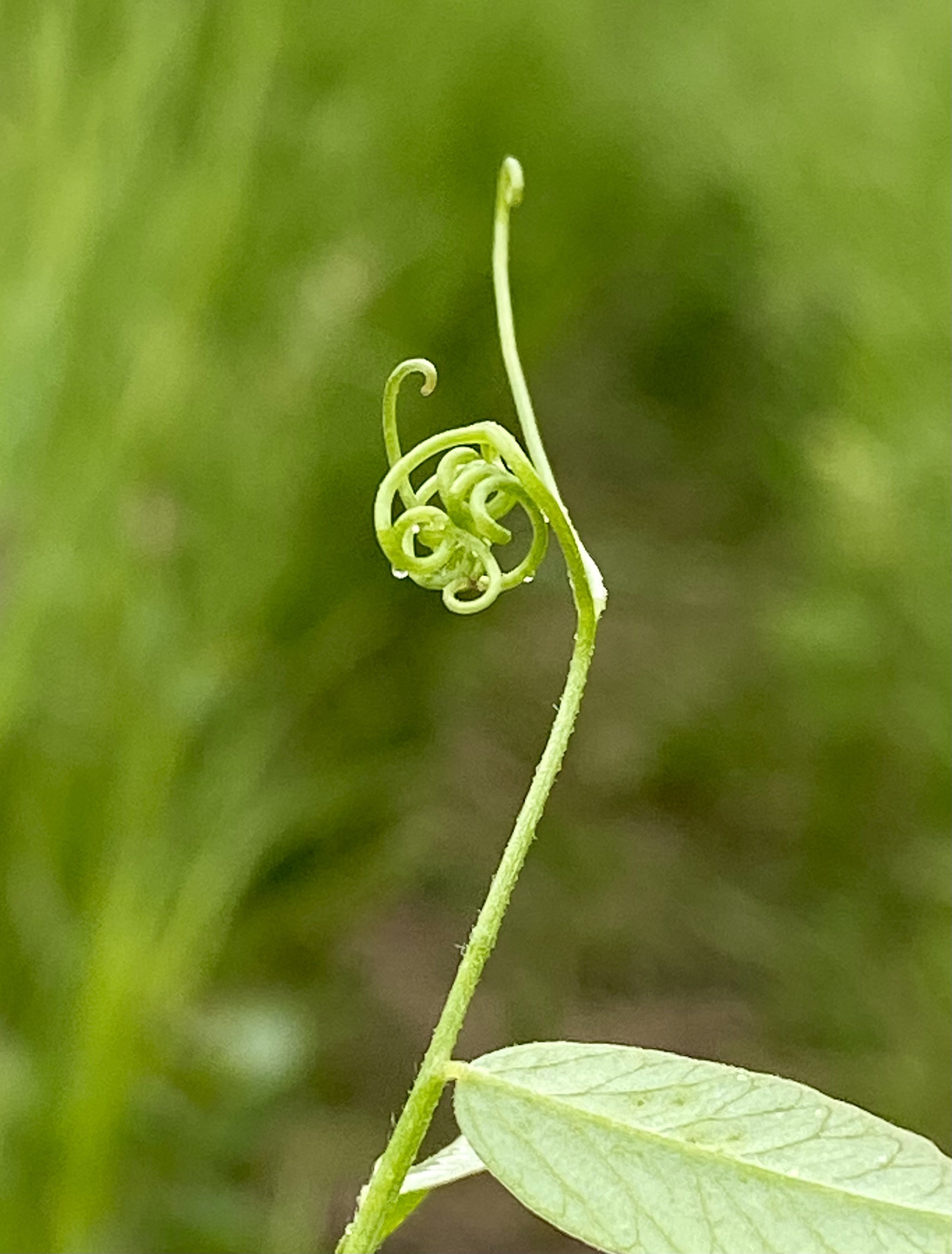 Close-up of a green tendril and leaf of a plant against a blurred green background.
