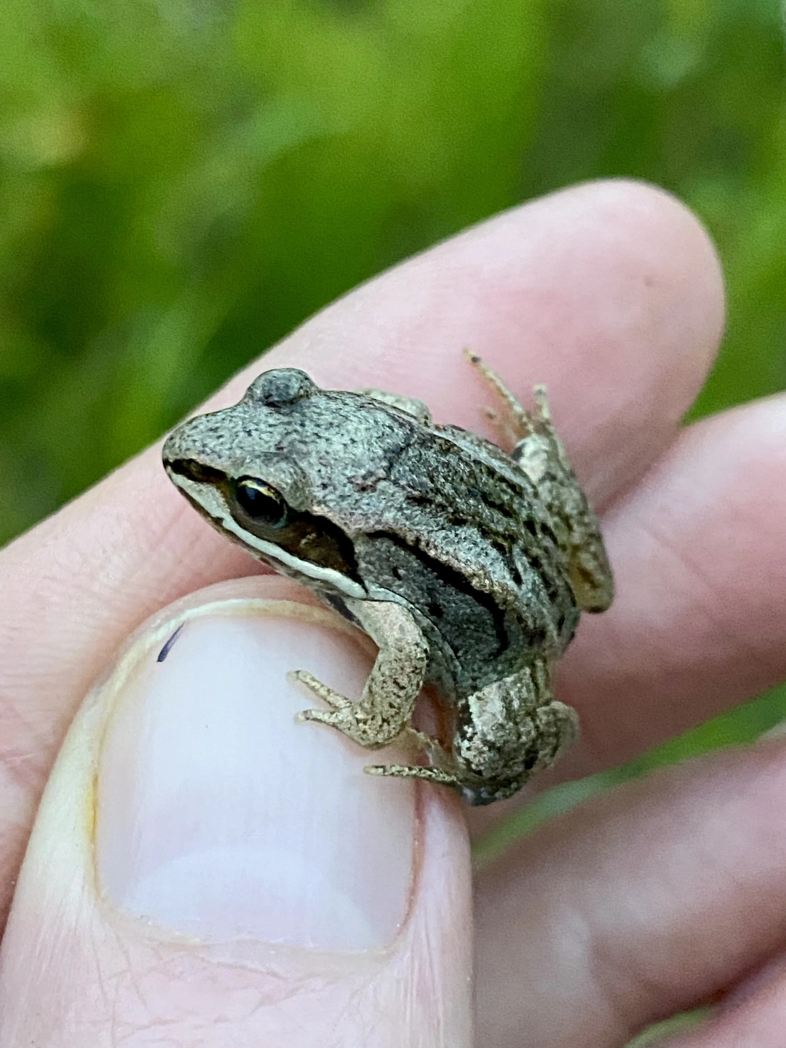 A tiny frog on a person's fingertip with a green background.
