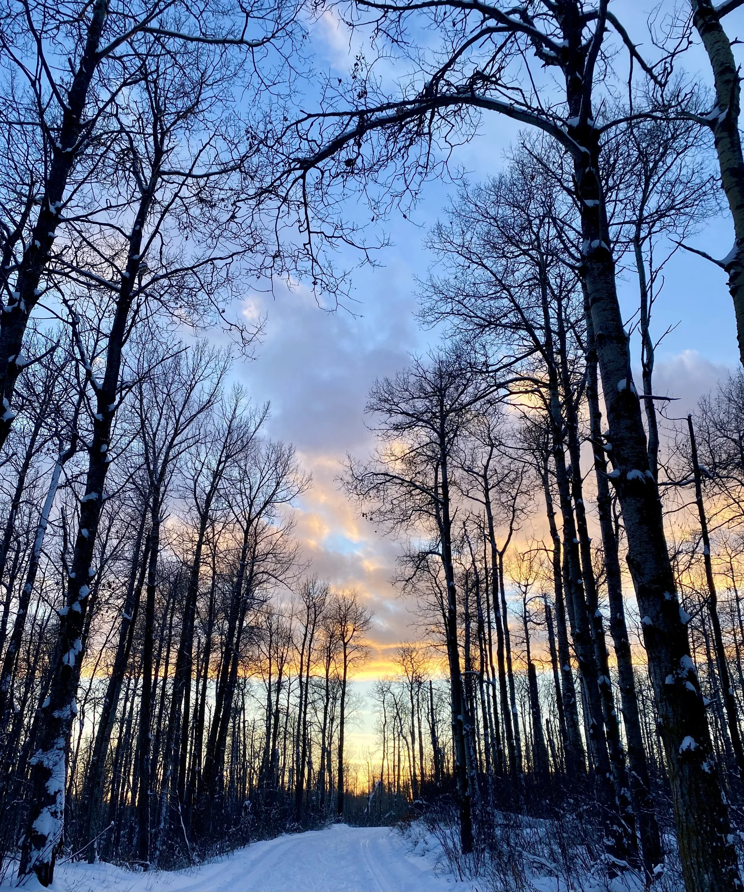 Snow-covered forest trail with leafless trees and a sunset sky with orange, pink, purple, and blue hues.
