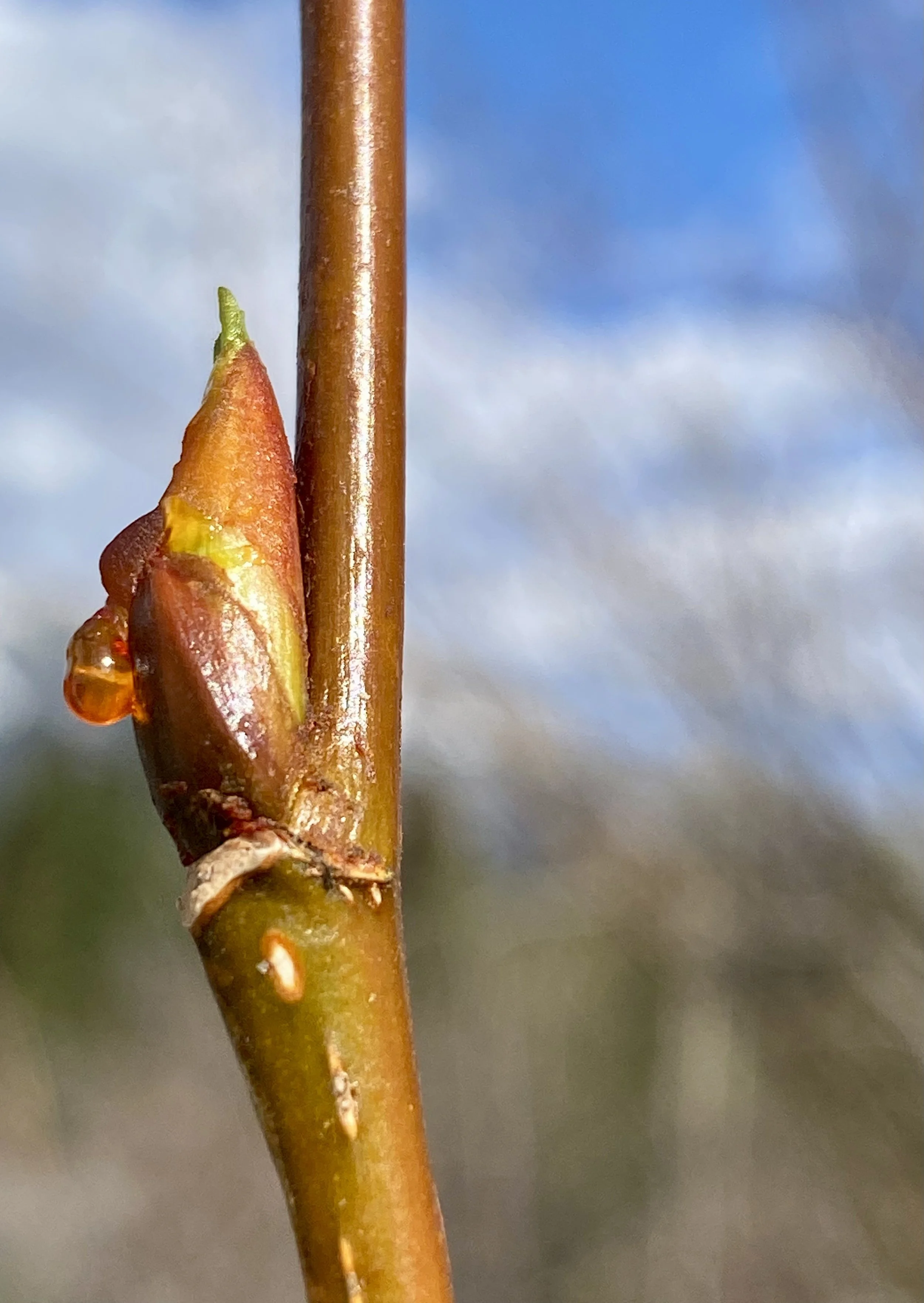 Close-up of a plant stem with a tiny budding leaf and a droplet of water, with a cloudy sky in the background.
