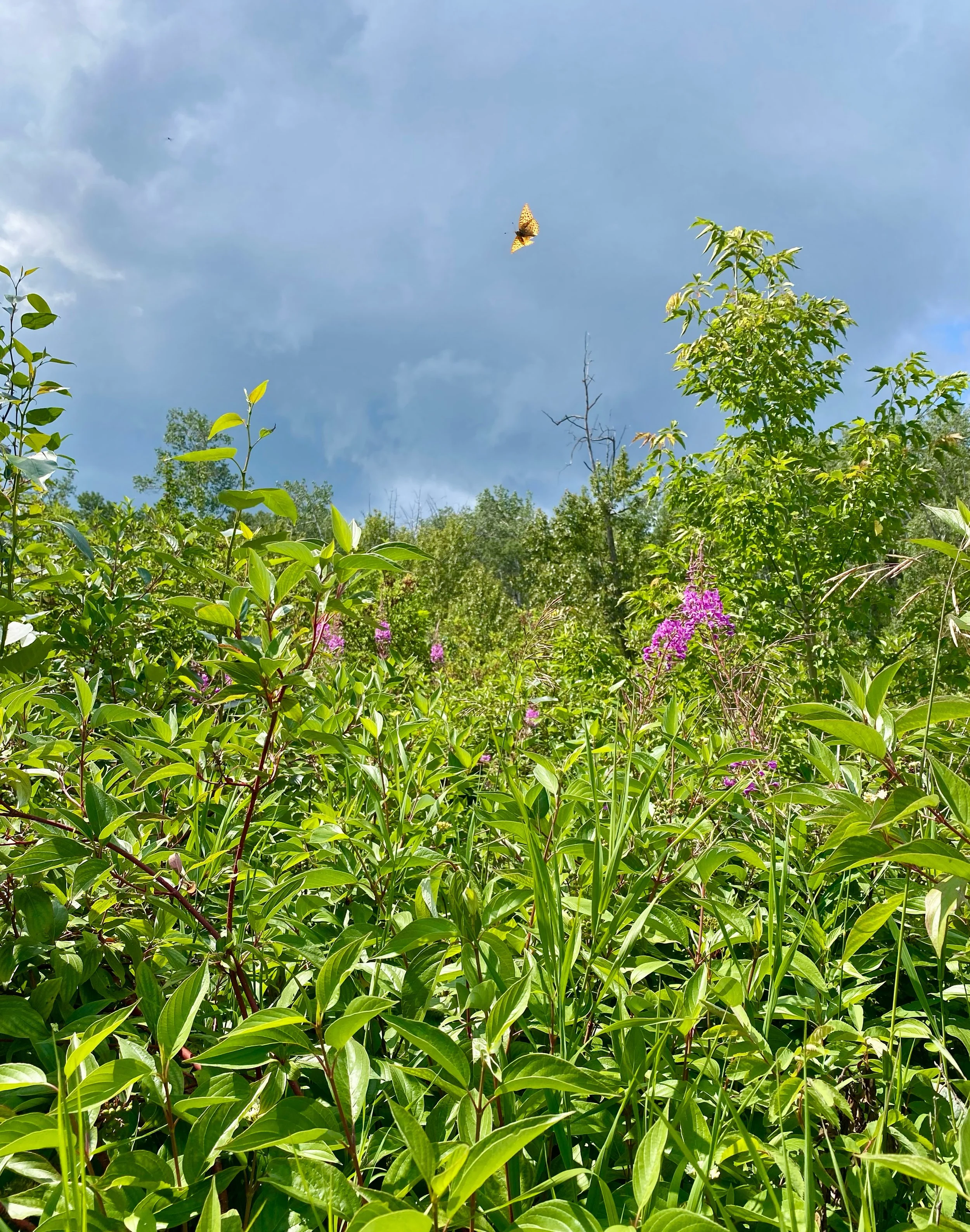 Green foliage in a forest with some pink fireweed  flowers and a cloudy blue sky with butterflies.