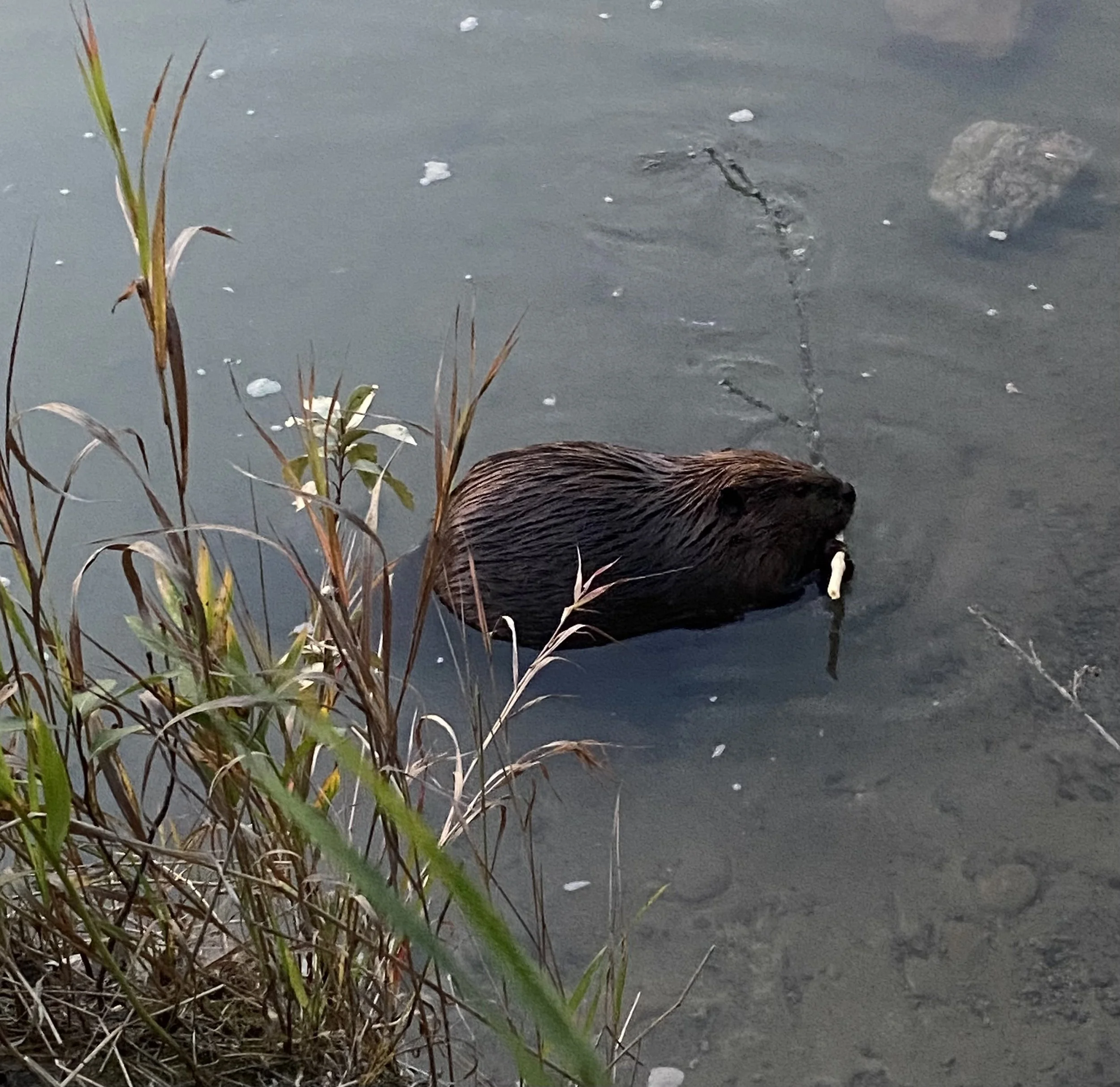 A beaver gnawing on a stick along a shoreline, with  grass and plants in the foreground.