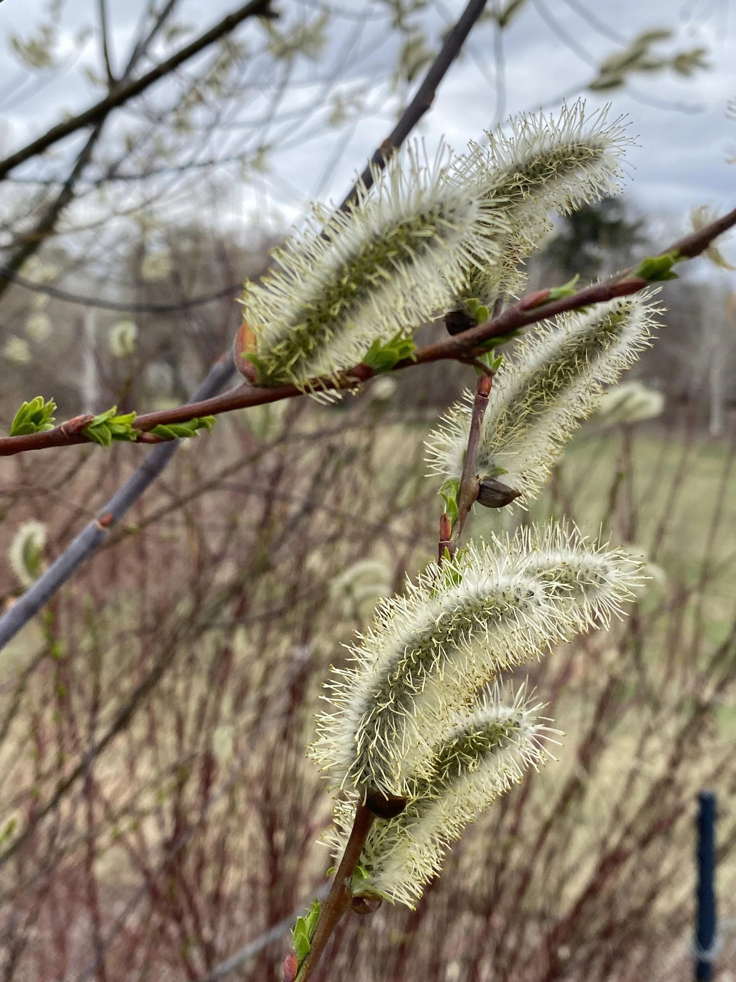 Close-up of a fuzzy, elongated pussy-willows, with some small green leaves emerging. The background is blurred a natural outdoor setting.