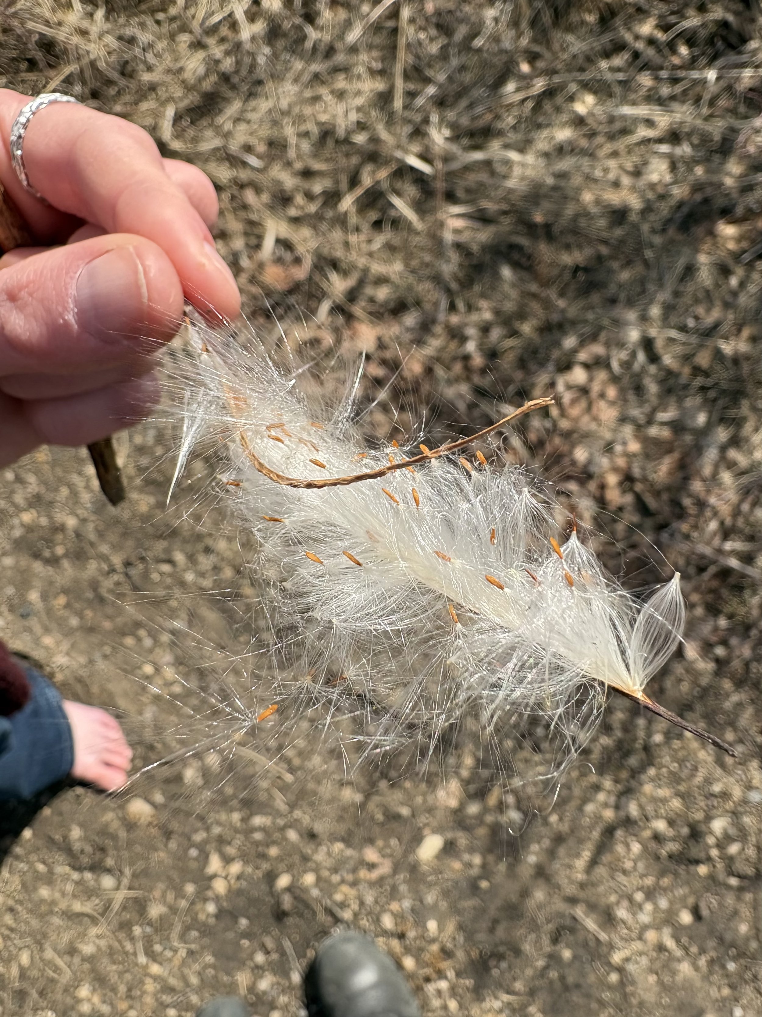 Close-up of a hand holding a delicate plant with orange seeds and white fluff, standing on dirt ground.
