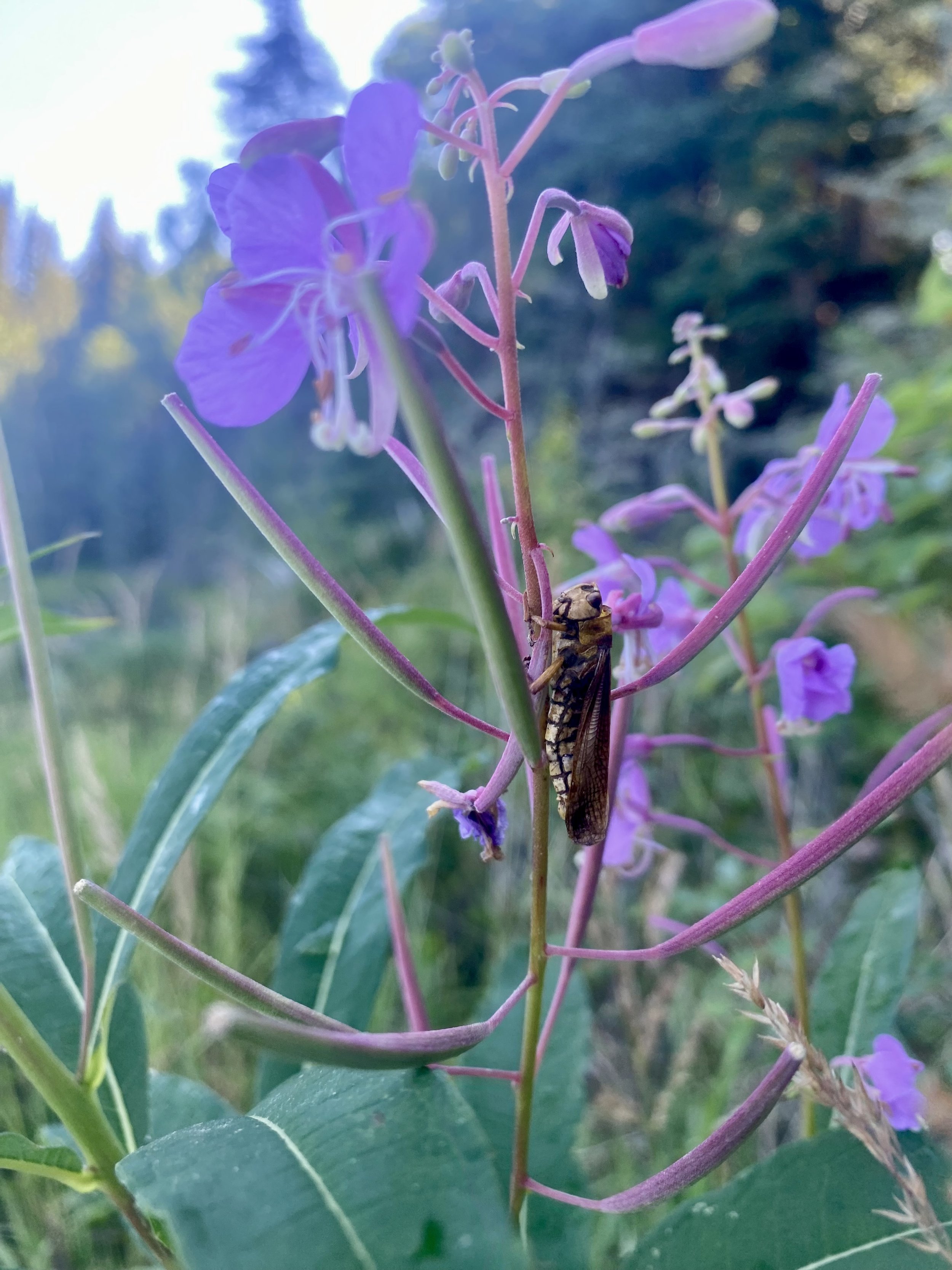 A purple flower with multiple small blossoms on a stem, with a grasshopper resting on the stem, in a natural outdoor setting with blurred greenery and trees in the background.