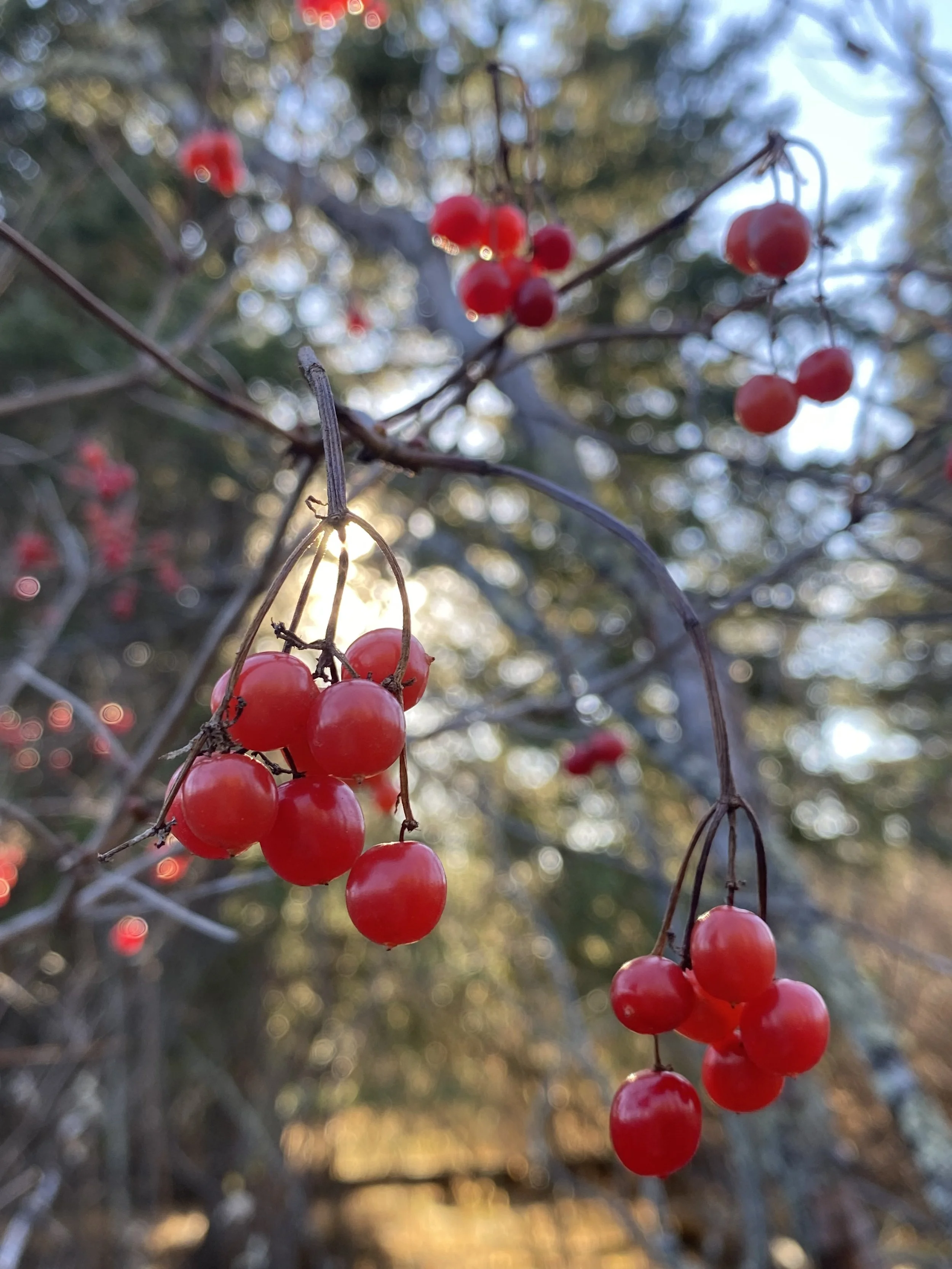 Close-up of red berries hanging from thin branches with blurred background of trees and sunlight.