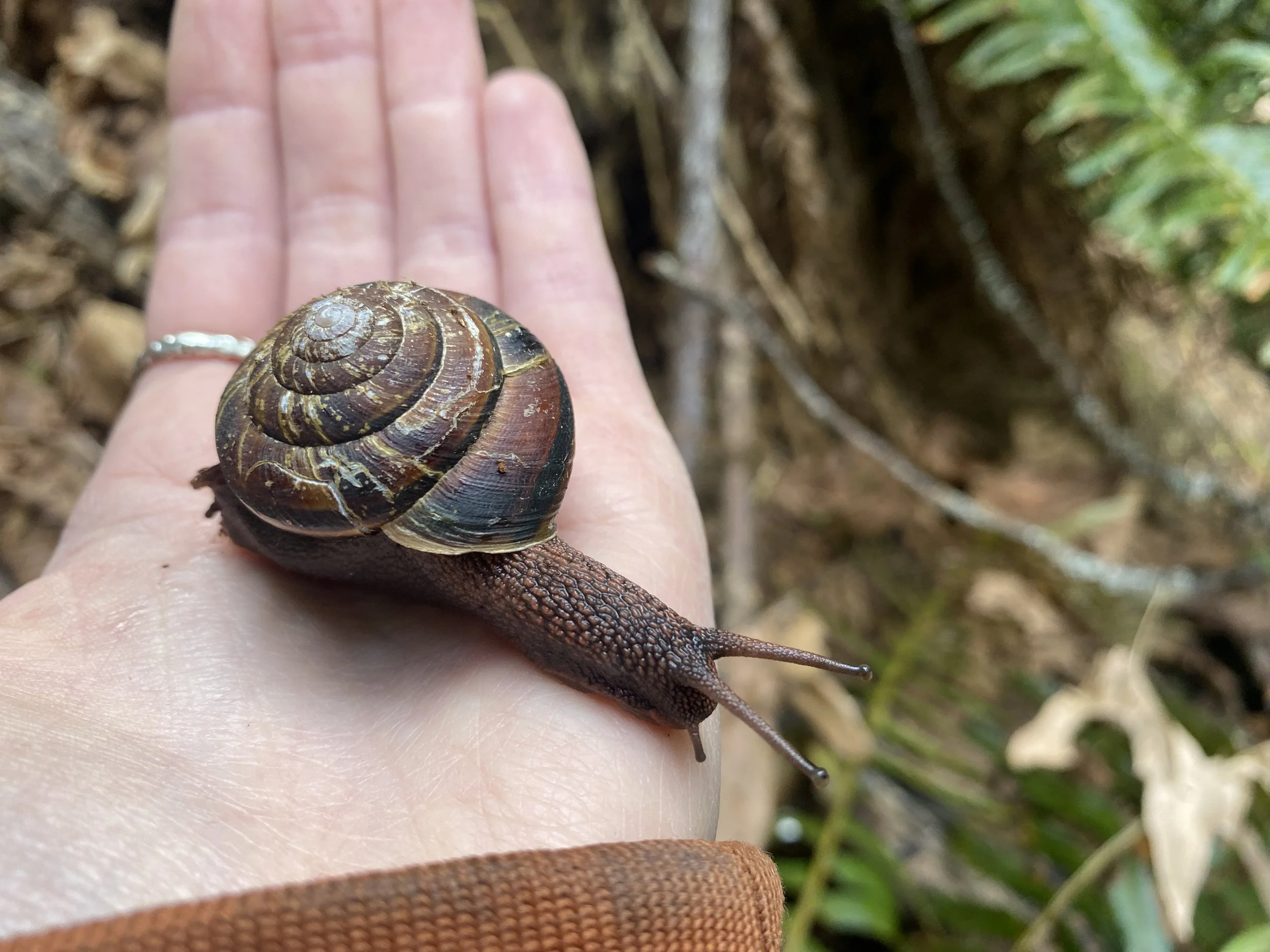 A close-up of a person's hand holding a small, brown, spiral shell snail with a textured body outdoors among green plants and dirt.