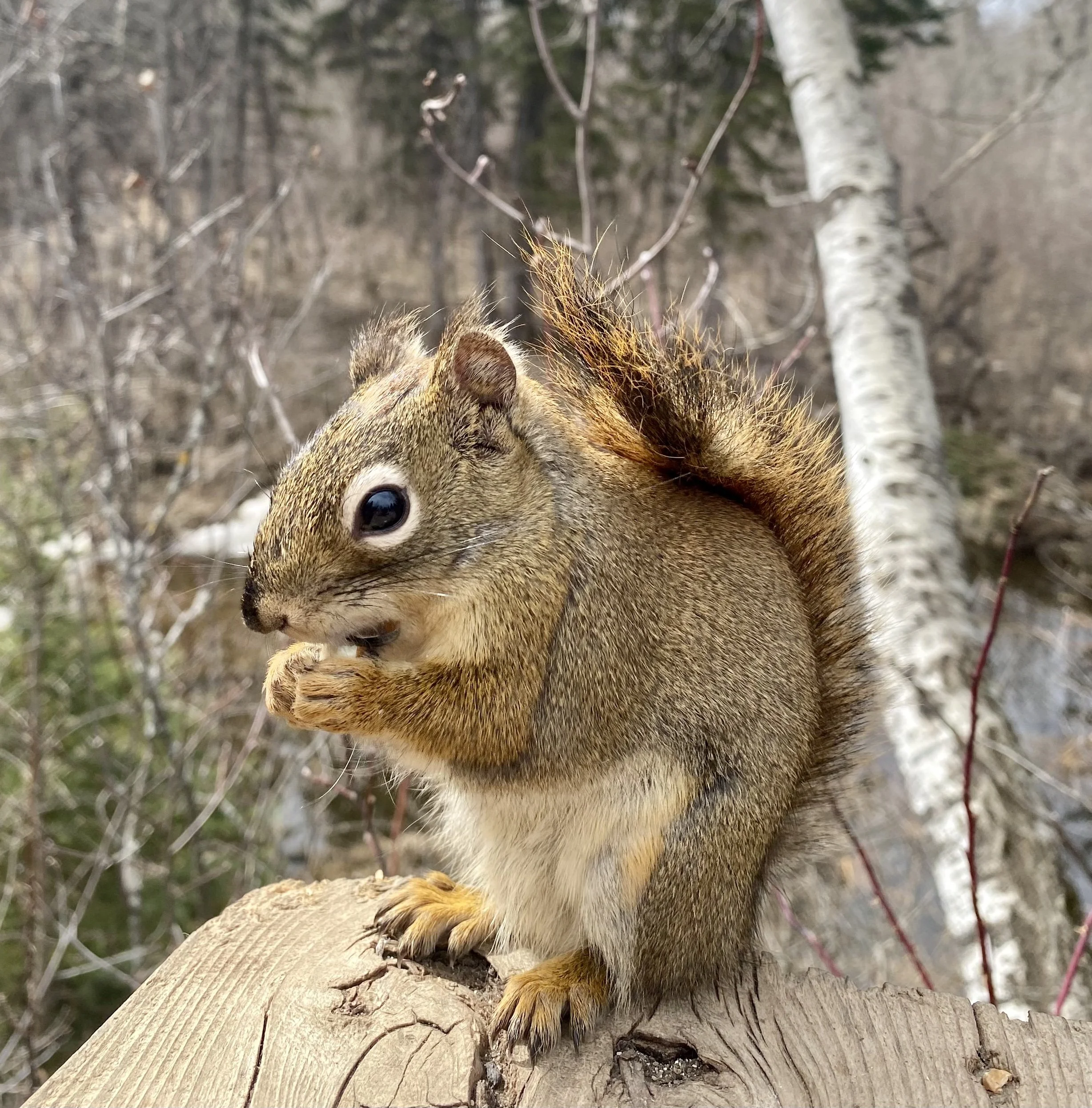 Close-up of a squirrel on a wooden log in a forest with bare tree branches and a bark-covered tree trunk in the background.