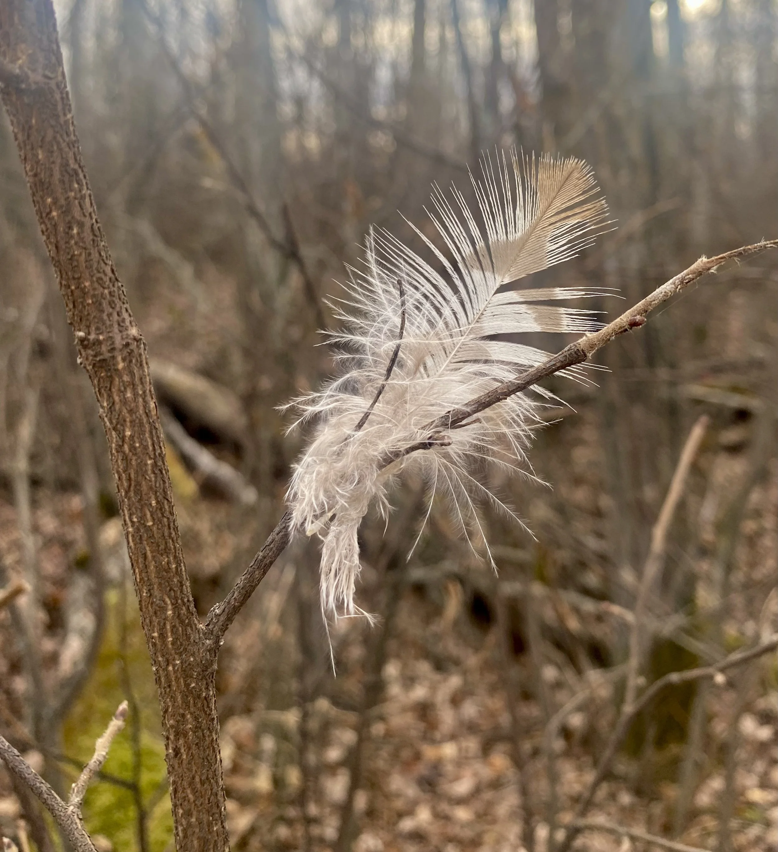 Close-up photo of a white feather caught on a thin branch in a wooded area.