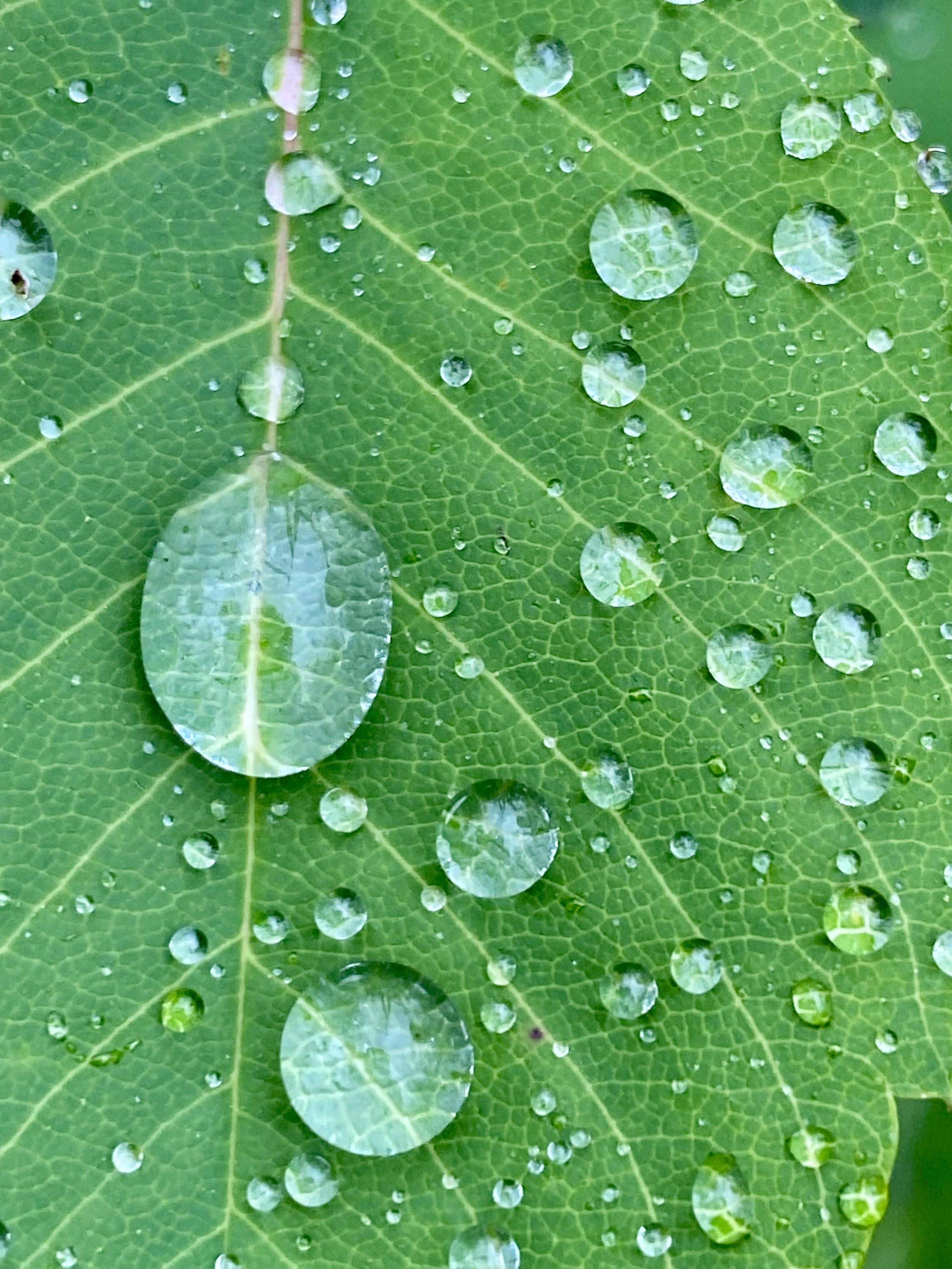 Close-up of a green leaf with water droplets on its surface.