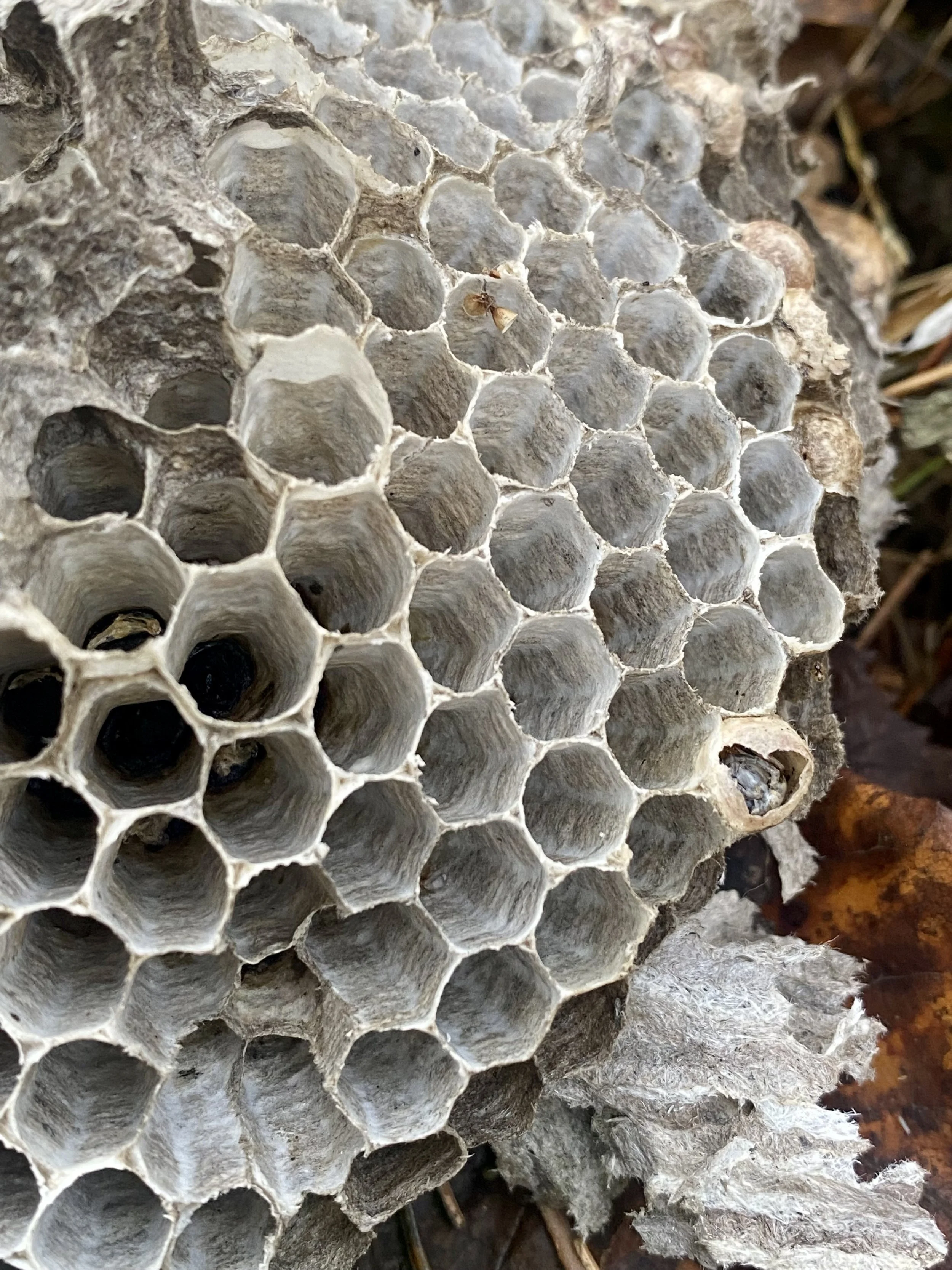 Close-up of a wasp nest, showing hexagonal honeycomb cells in a natural outdoor setting.