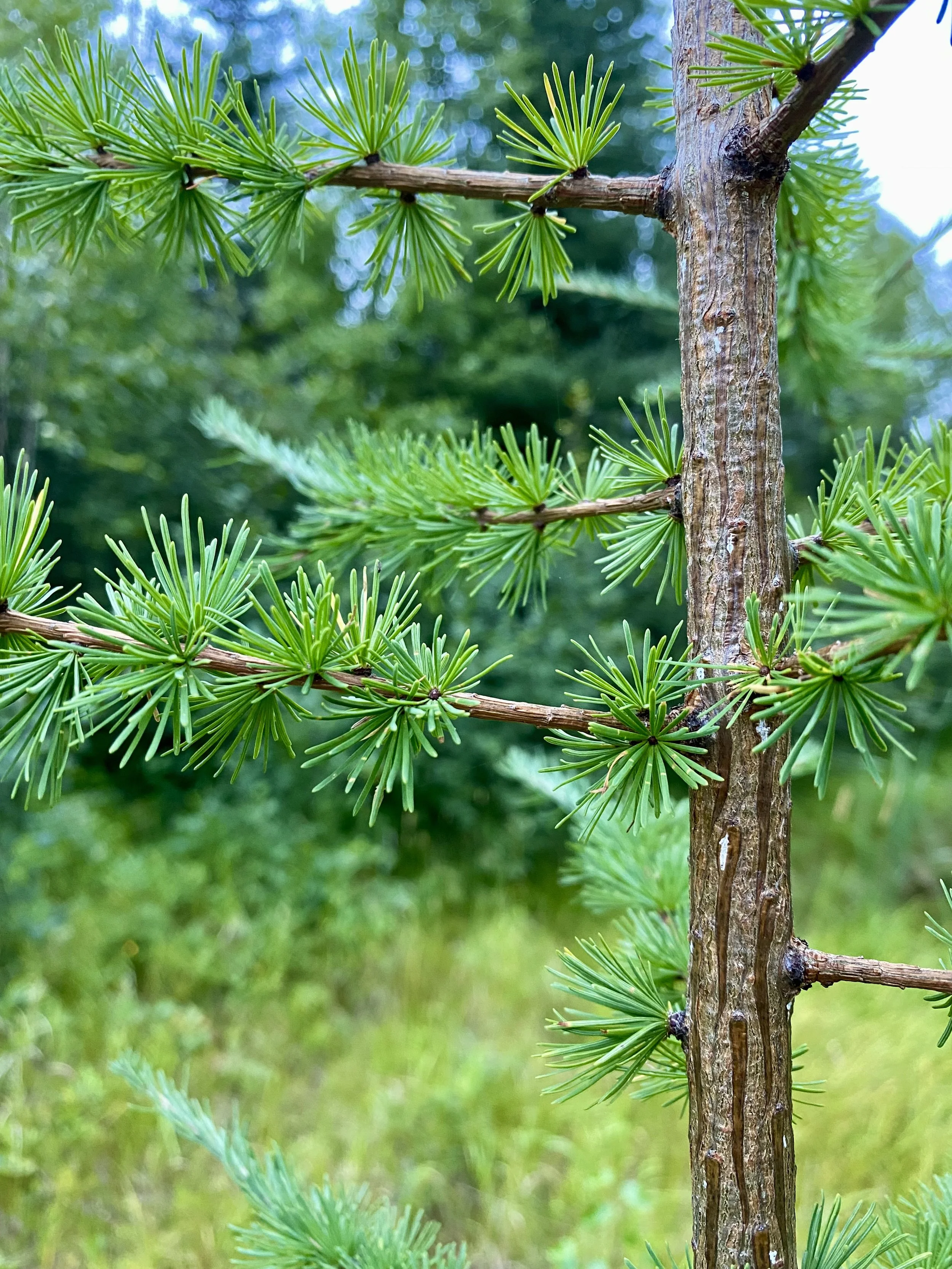 Close-up of a tamarack tree trunk with green needles extending from the branches.