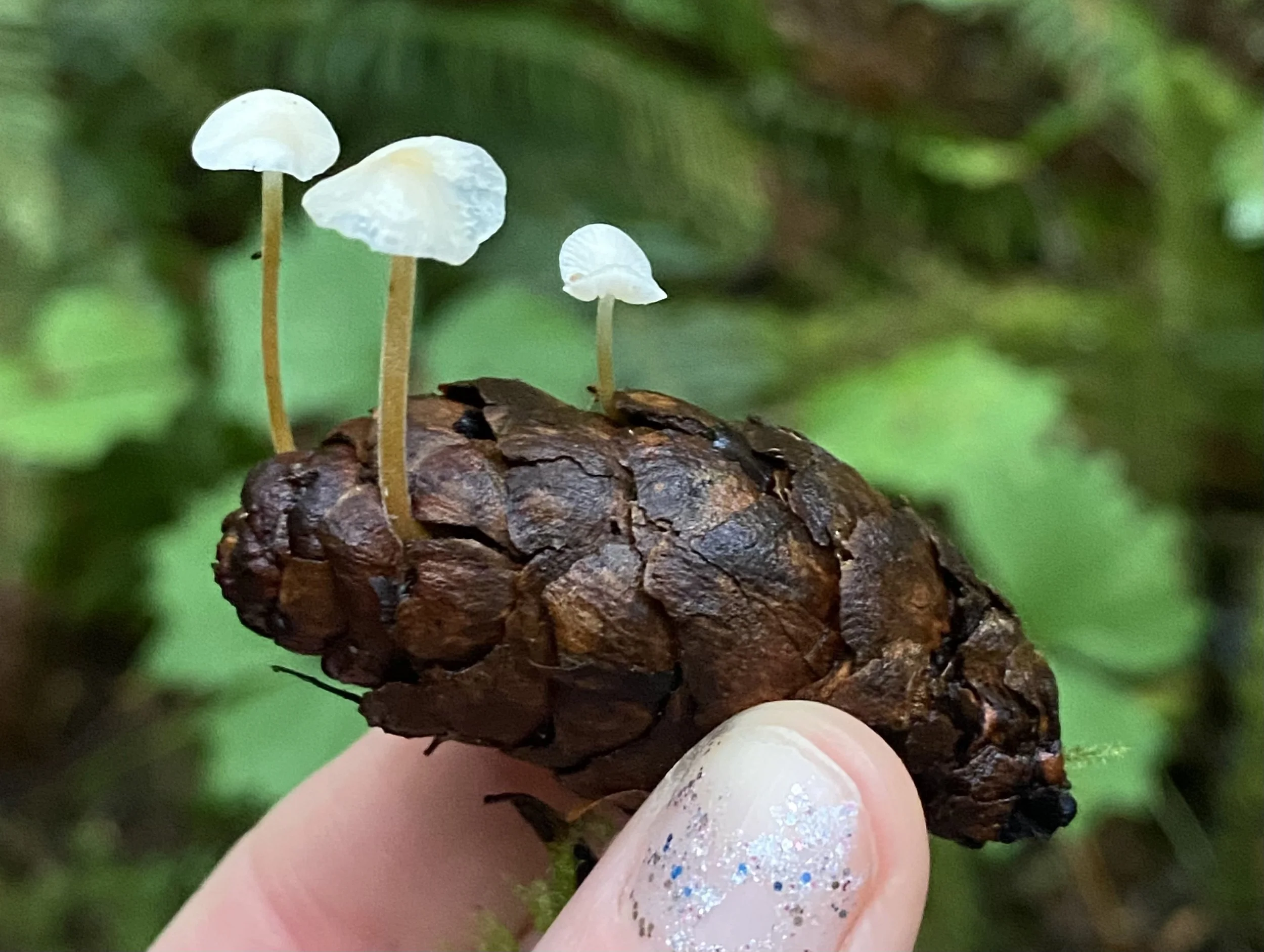 A person holding a small cluster of white mushrooms growing out of a pinecone, with a green blurred background.