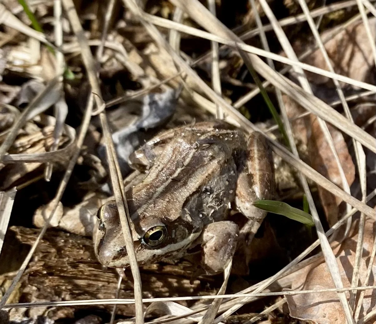 A frog camouflaged among dry grass and leaves in a natural setting.