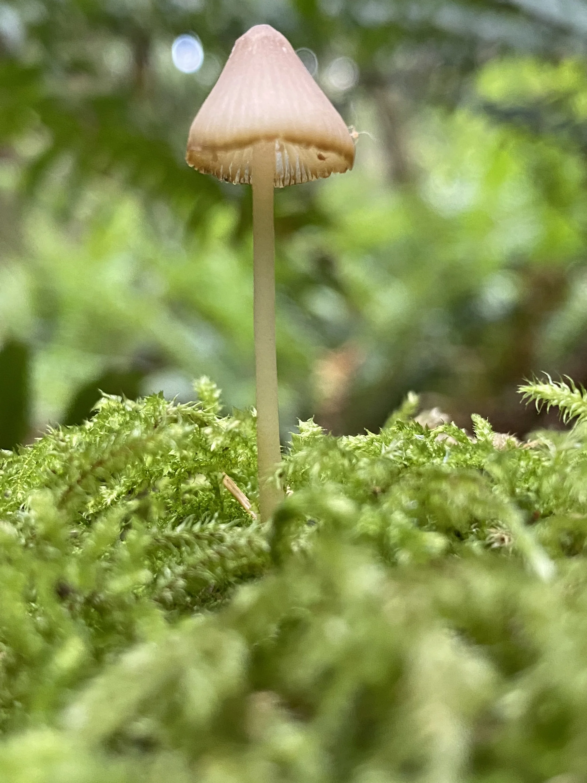 A small mushroom with a conical tan cap and thin stem growing amidst green moss in a forest setting.