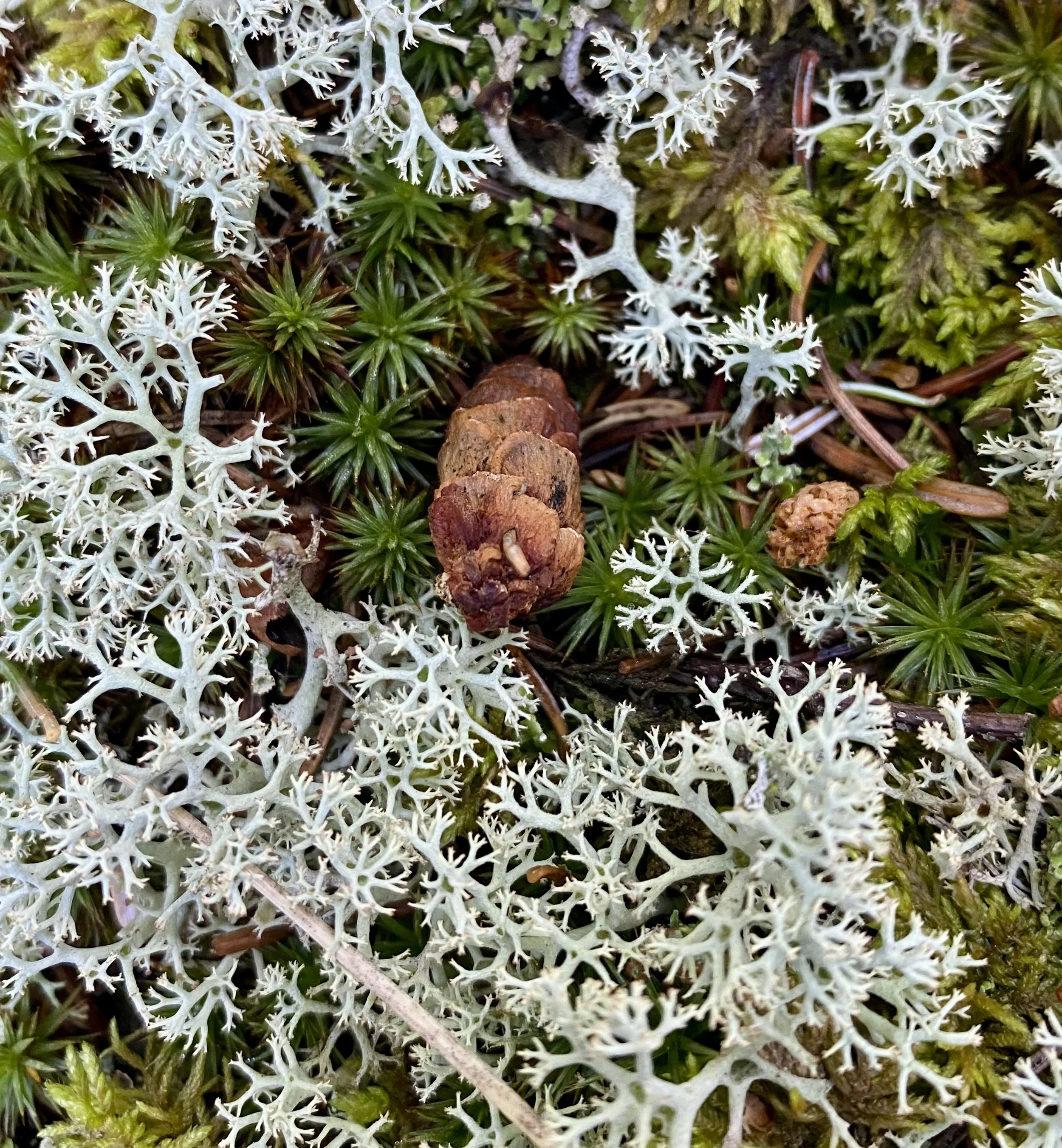 Close-up of various types of moss and lichen growing on a forest floor, with shades of green, white, and brown.
