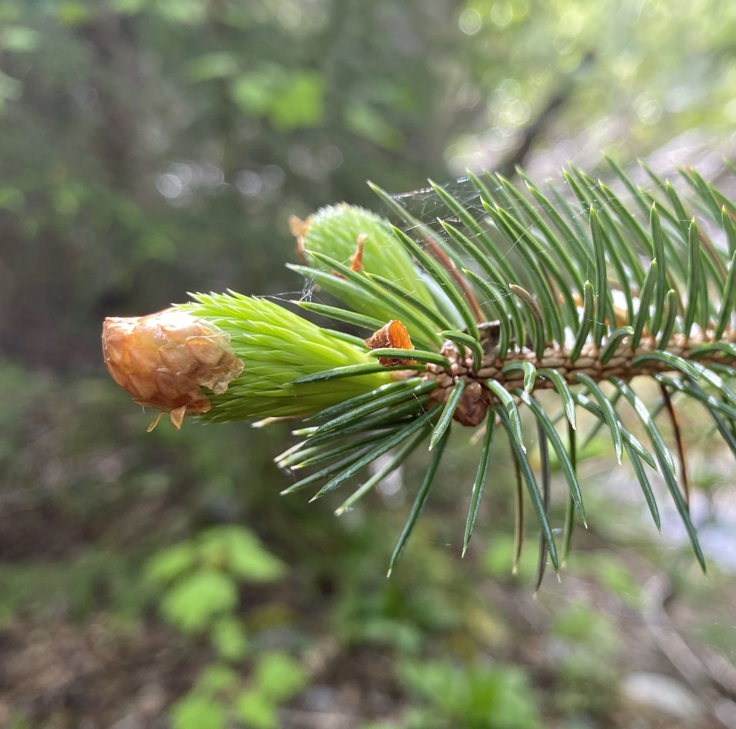 Close-up of a green spruce  tree branch with a spruce-tip bud and spider web, blurred background of greenery.
