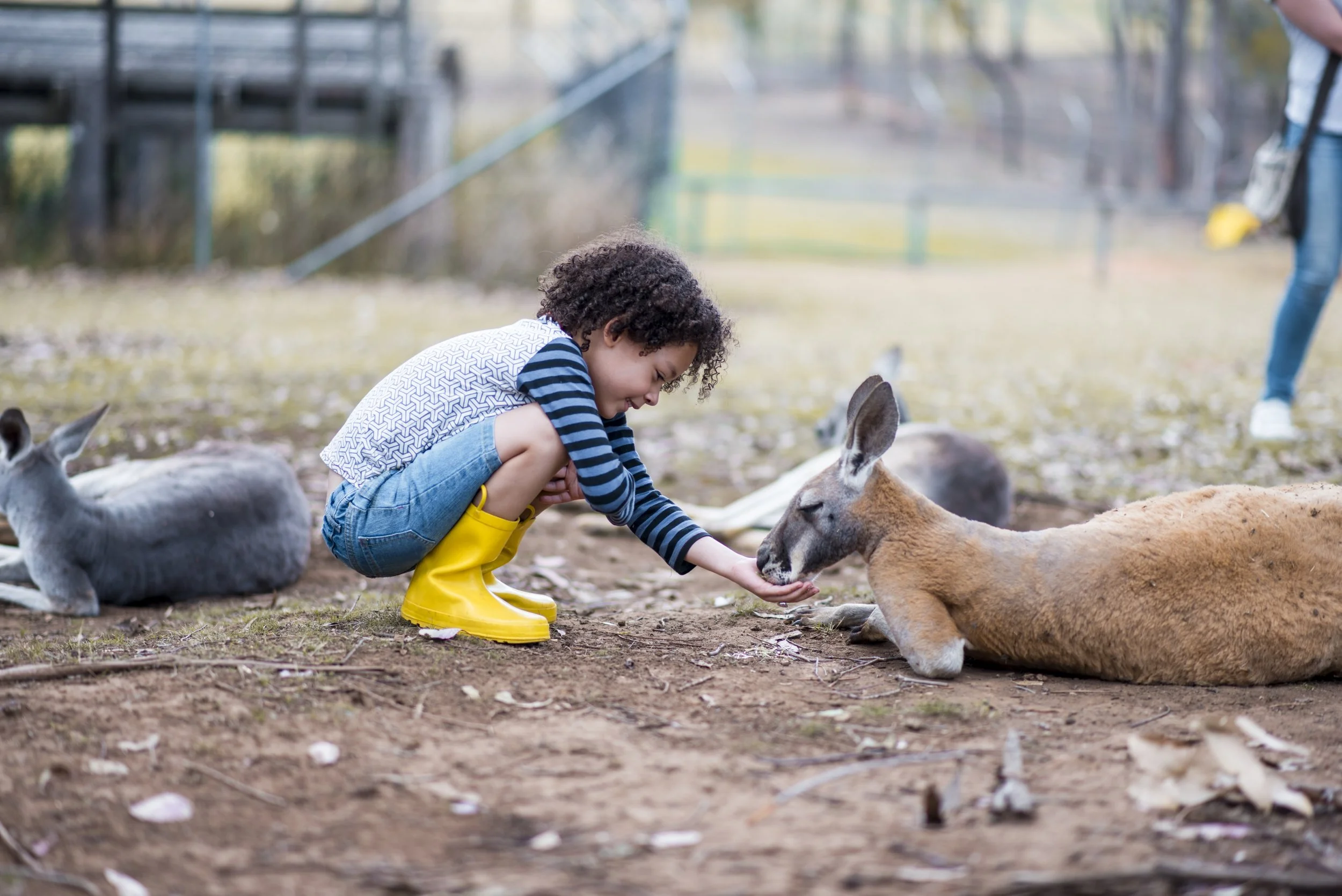 A young child with curly hair wearing a striped shirt, yellow rain boots, and denim shorts crouches down to feed a kangaroo in an outdoor setting with other kangaroos resting nearby.