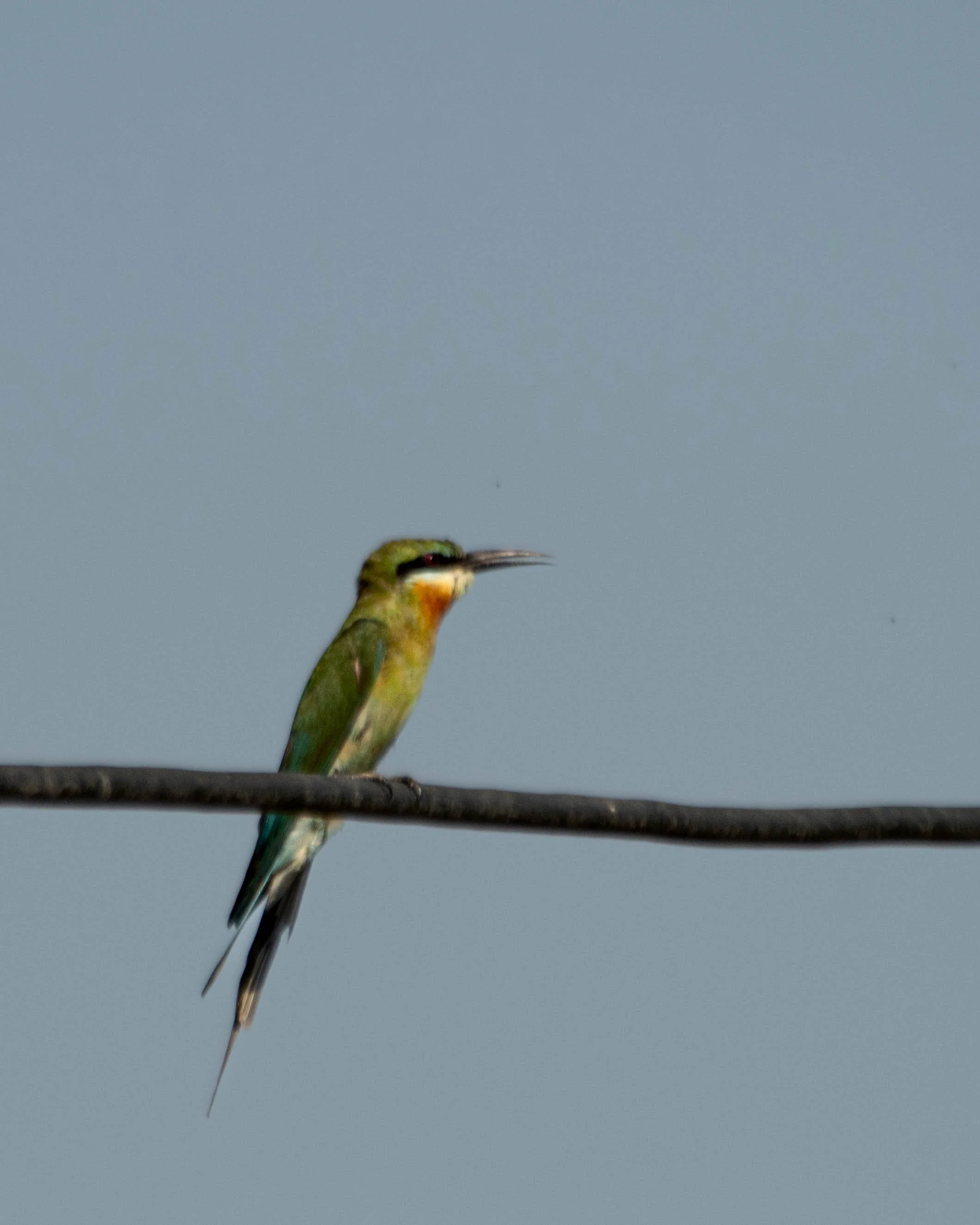 Blue-tailed Bee-eater (Merops philippinus)