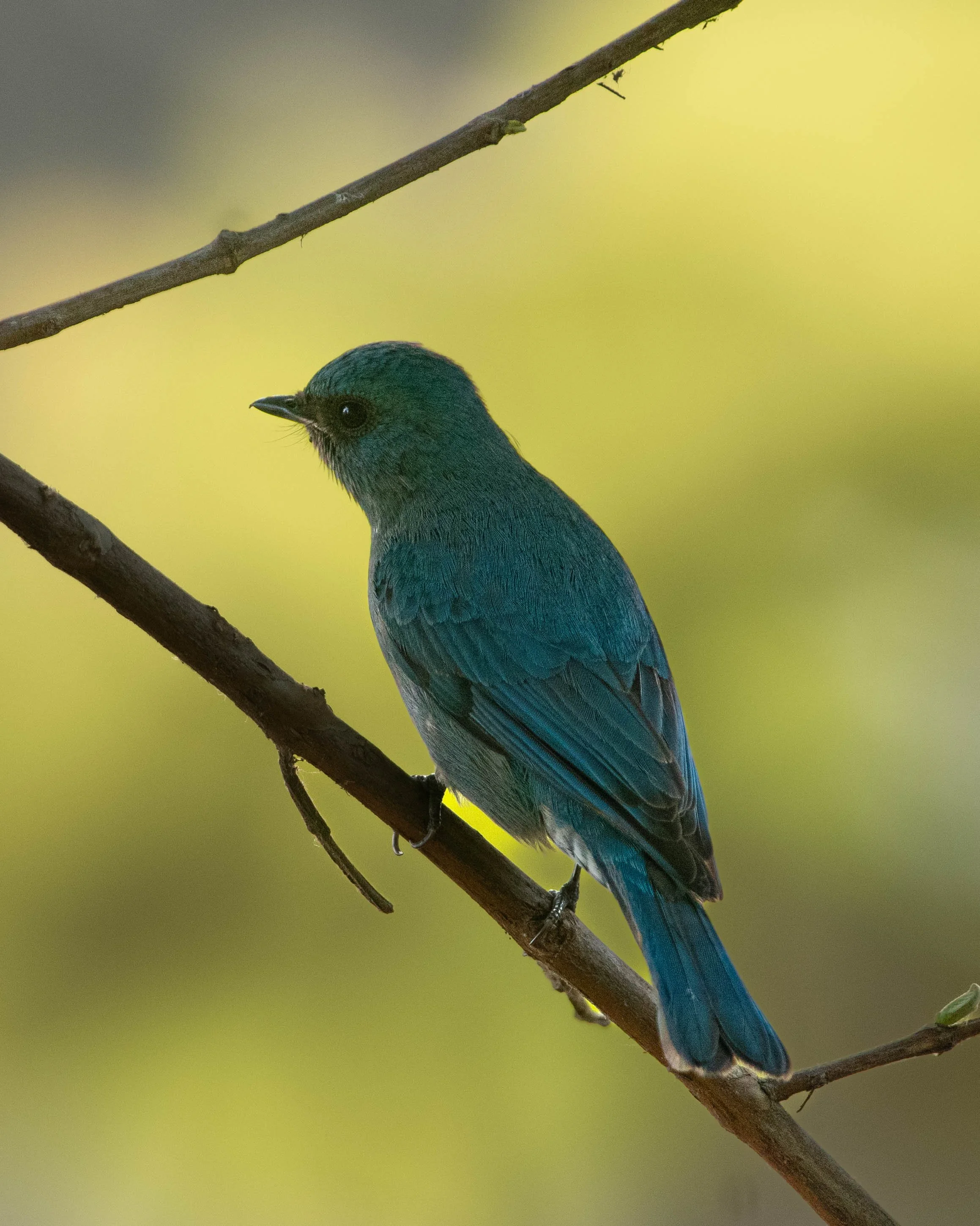 Verditer Flycatcher (Eumyias thalassinus)