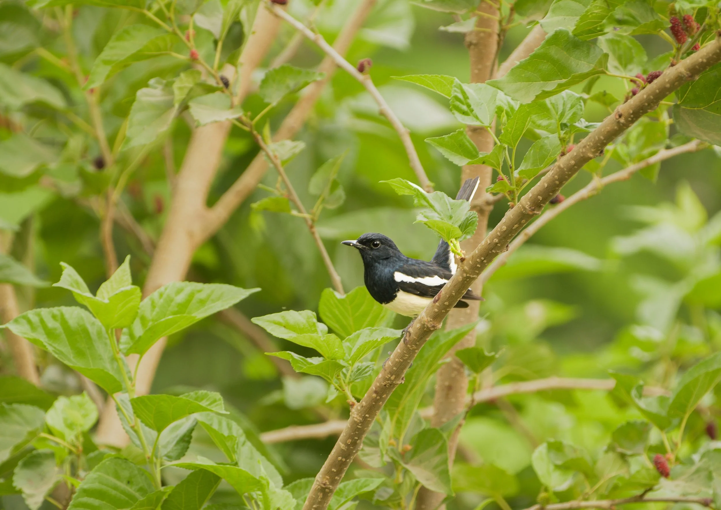 A Oriental magpie robin bird  perched on a branch surrounded by green leaves and some red berries.