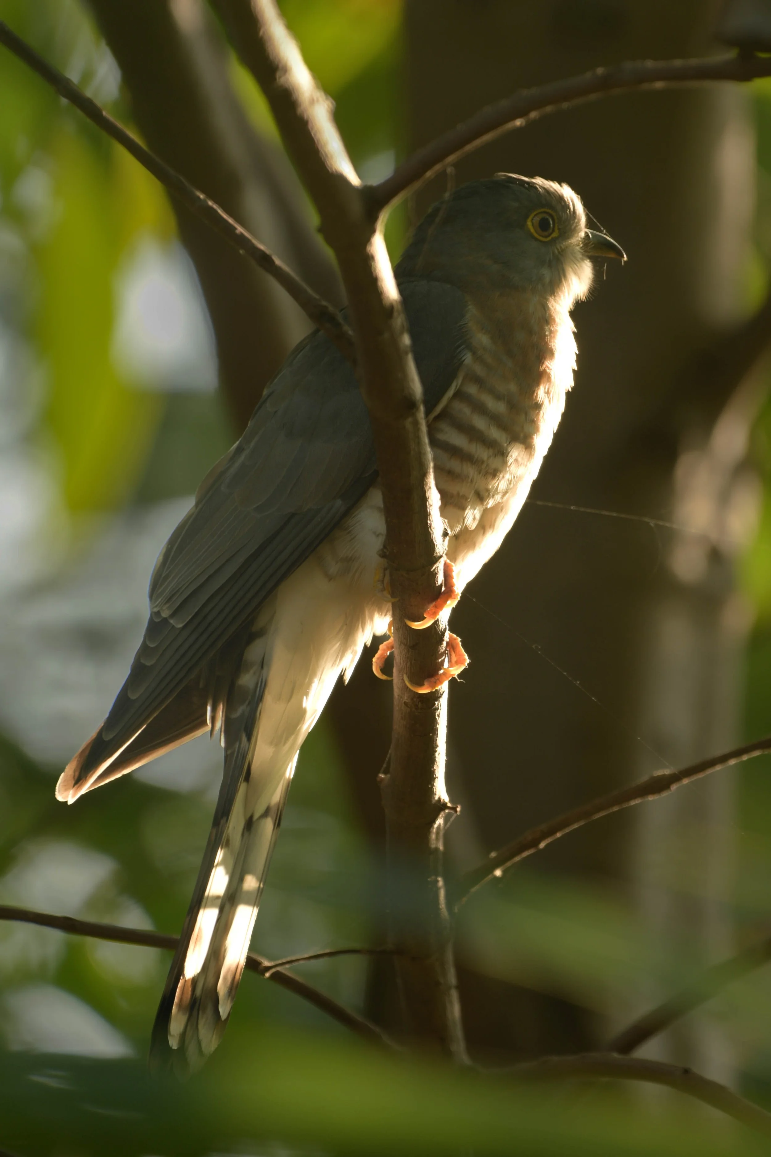 Common Hawk-Cuckoo (Hierococcyx varius)