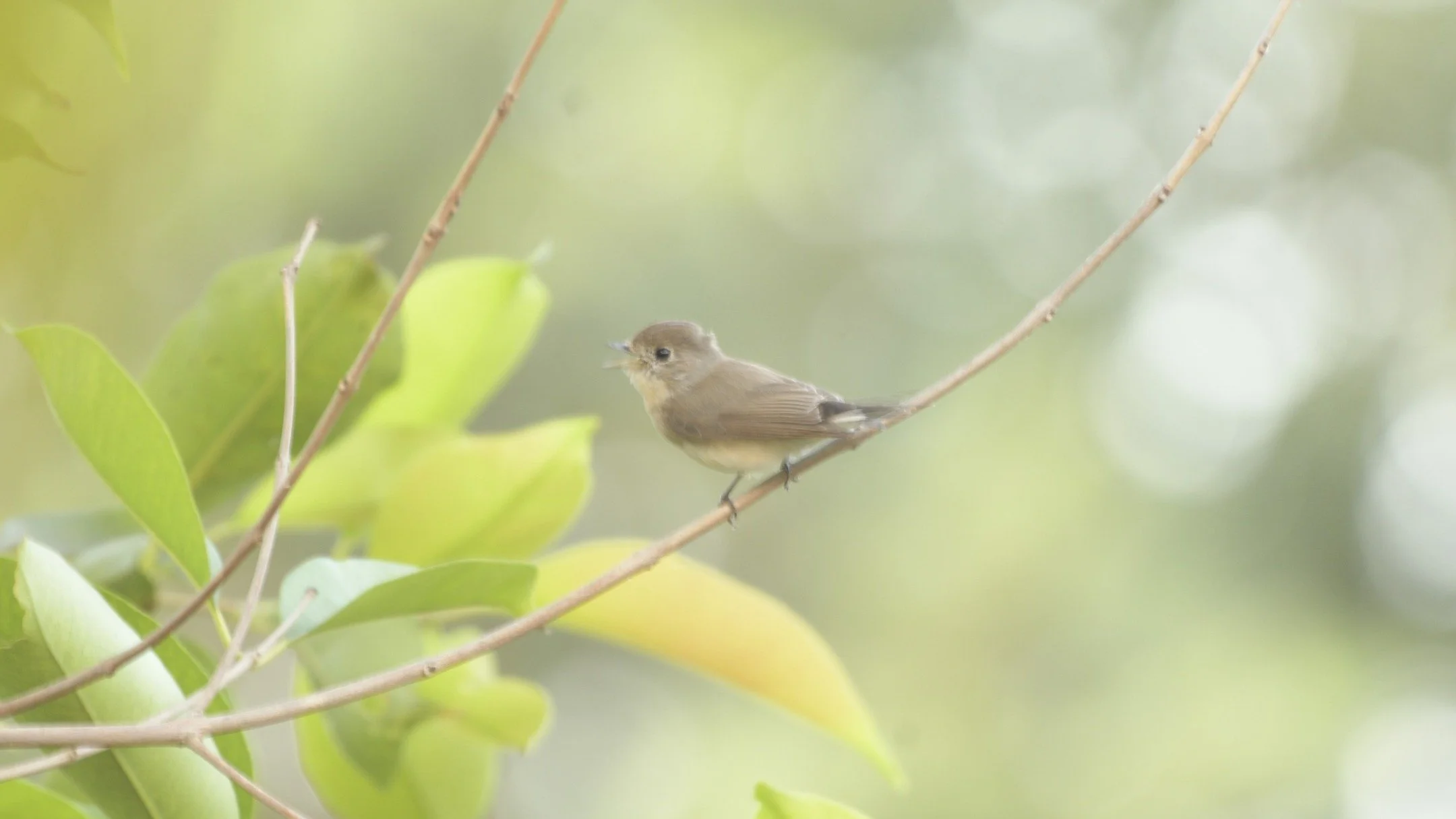 This is our first post.
Taken in our bird sanctuary in Dhamnod.
Please conserve what we have, there is no planET B.