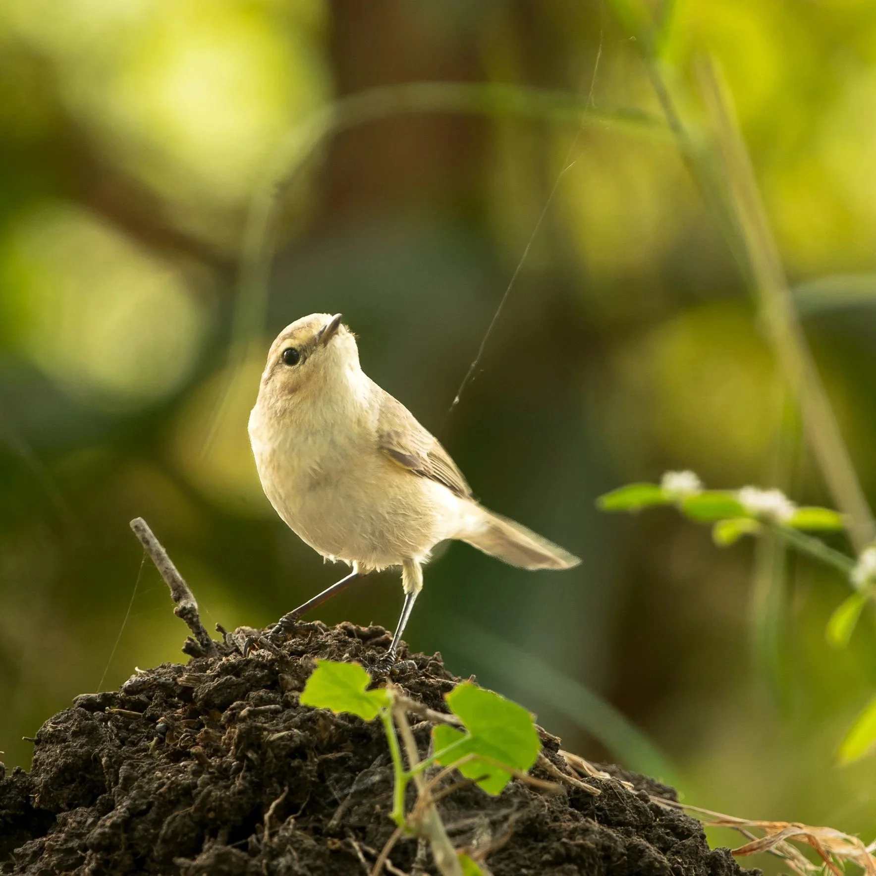 A small bird perched on a mound of dirt surrounded by green leaves and blurred green foliage in the background.