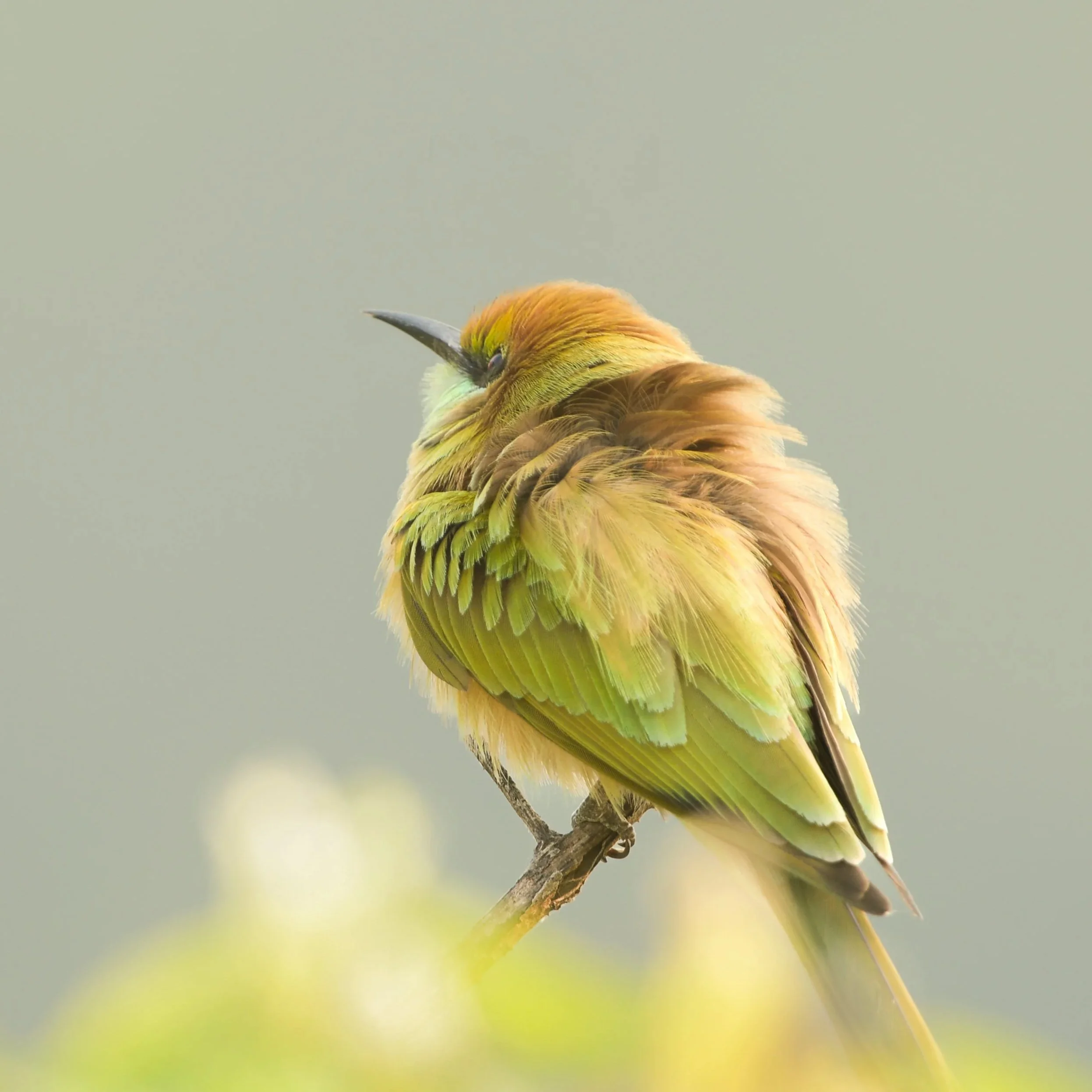 Close-up of a colorful green bee-eater bird perched on a branch, with soft blurred background.