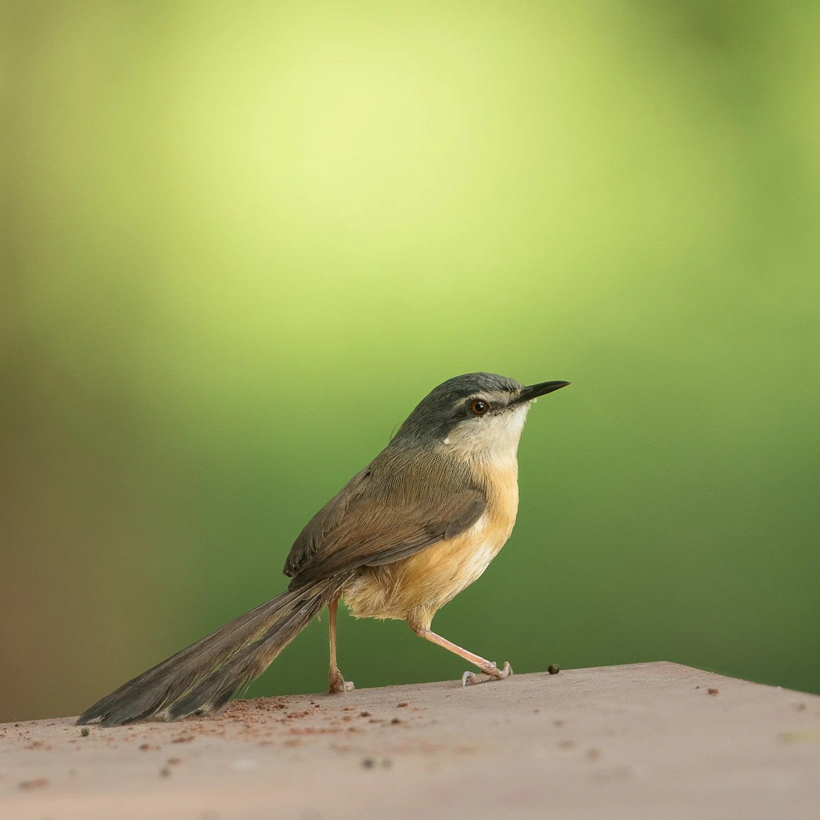 A small ashy prinia bird with brown and gray feathers perched on a beige surface against a blurred green background.
