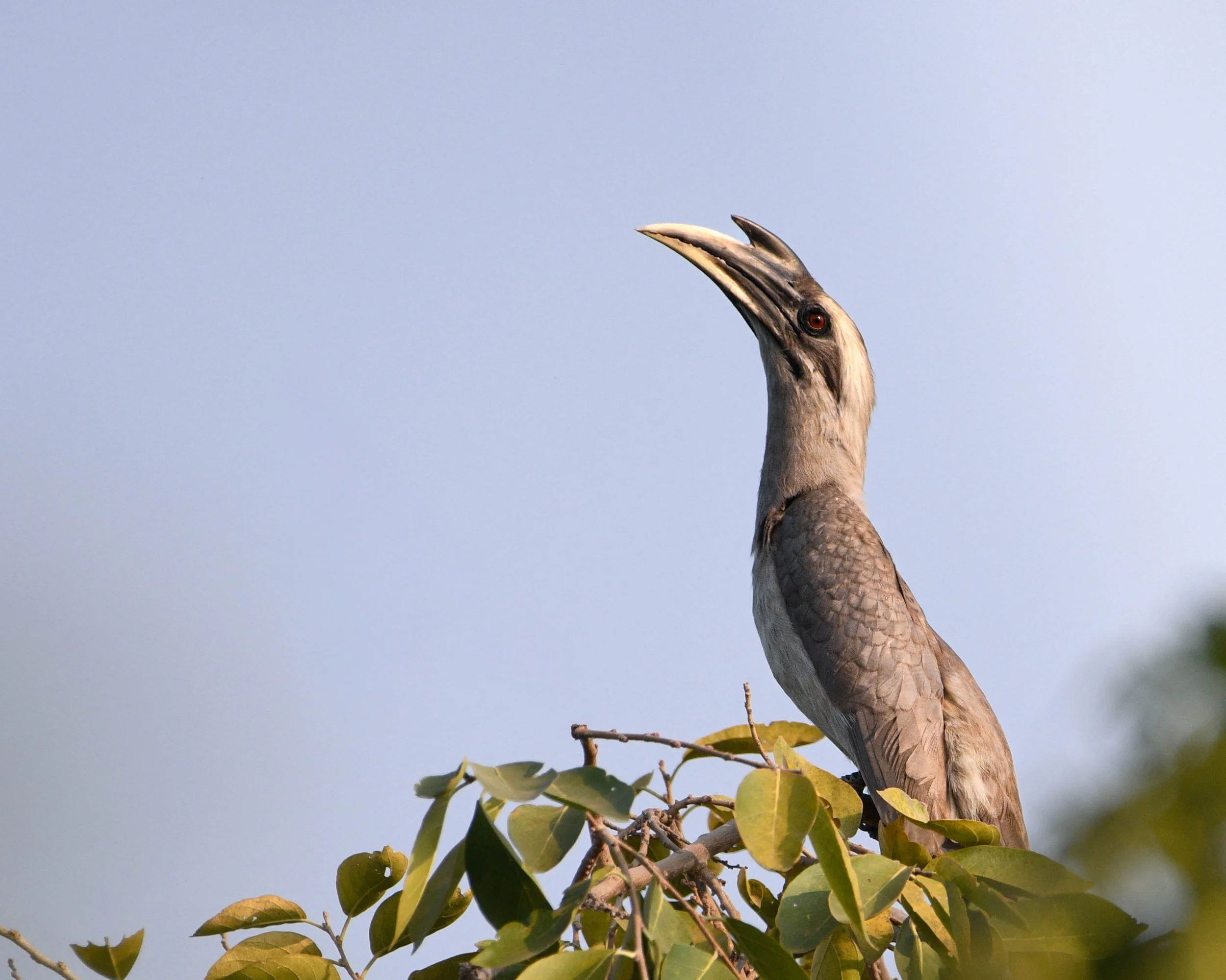 Indian Gray Hornbill (Ocyceros birostris)