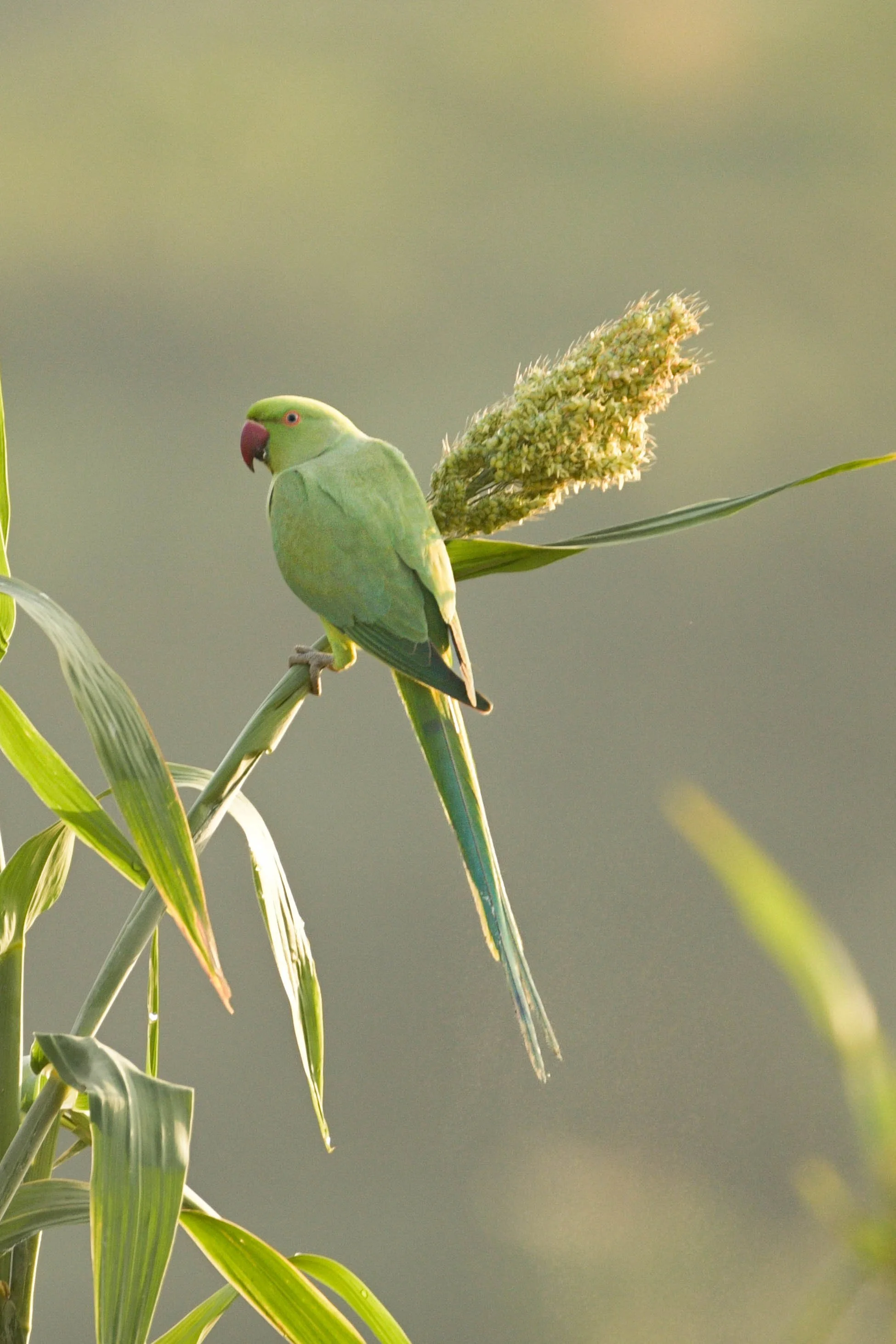 Rose-ringed Parakeet (Psittacula krameri)